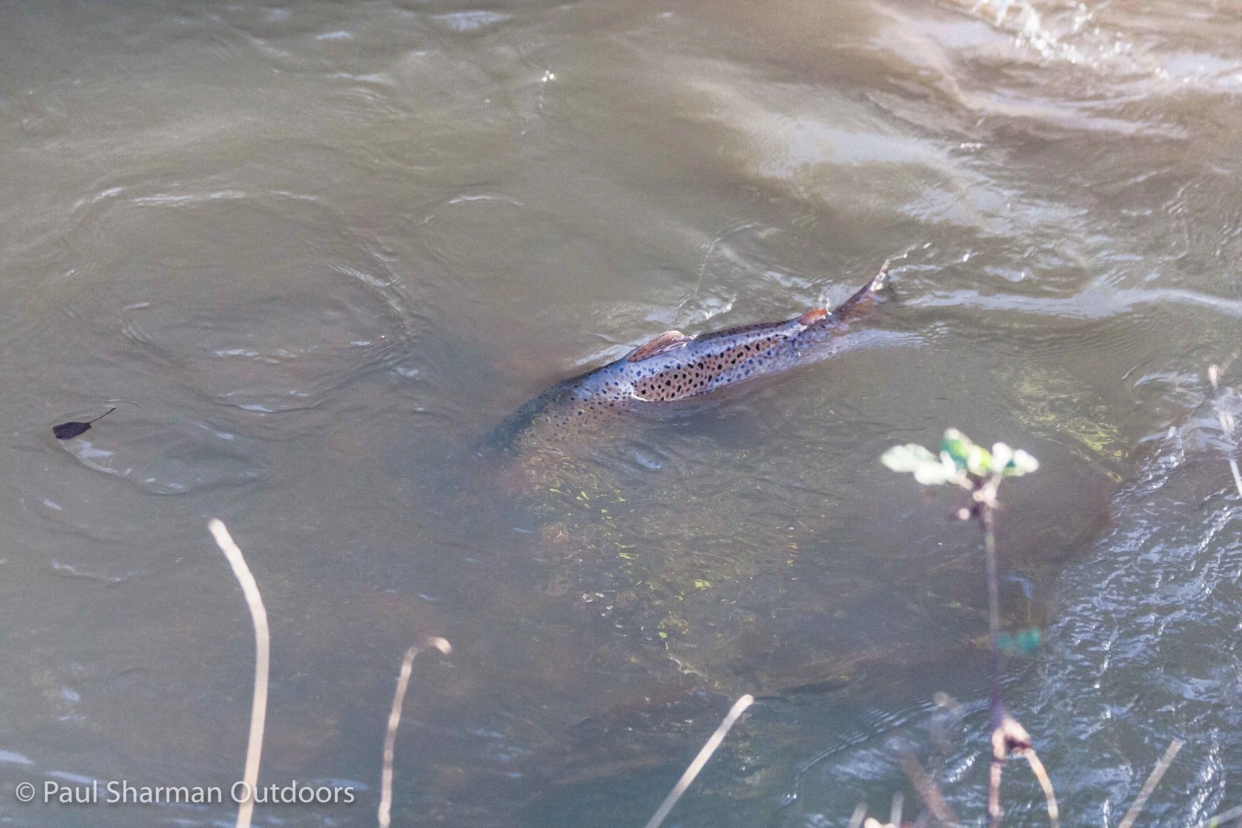 Wildlife Focus: Sussex Sea Trout