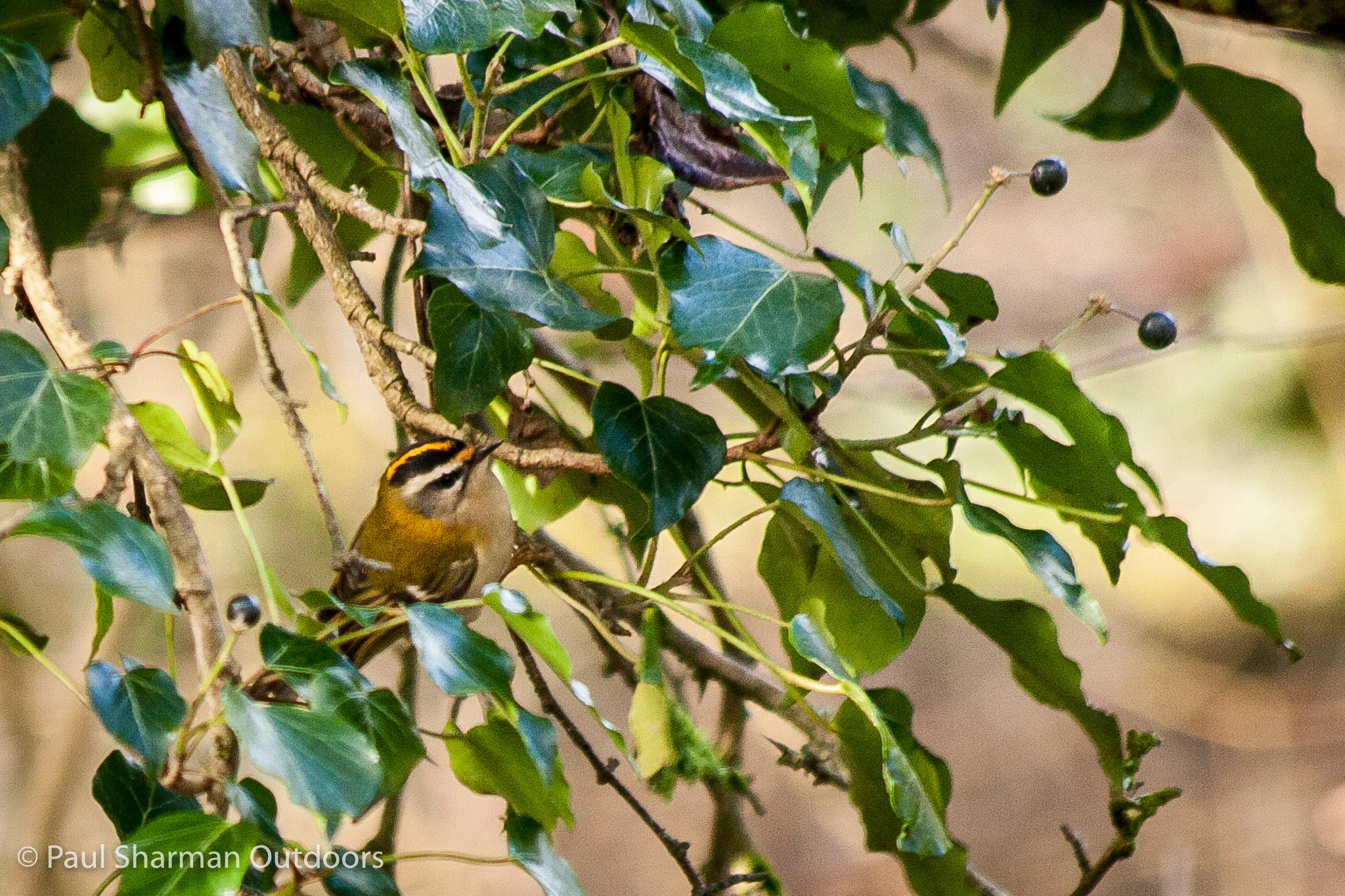 Wildlife Focus: Firecrest Surprise