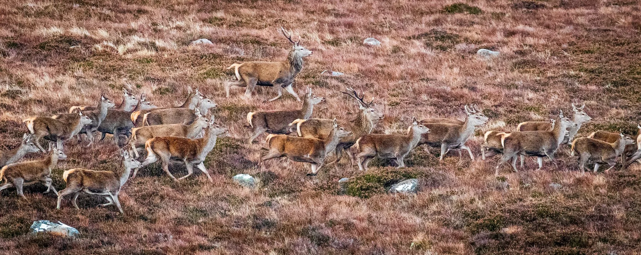 The Monarchs of the Glen - featured photographs