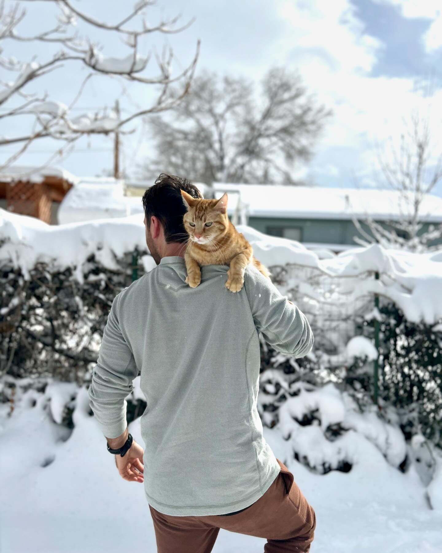 After the storm, this San Diego transplant needs assistance from his dad to explore the backyard 🐈❄️ #snowday #monkeycat #coldpaws