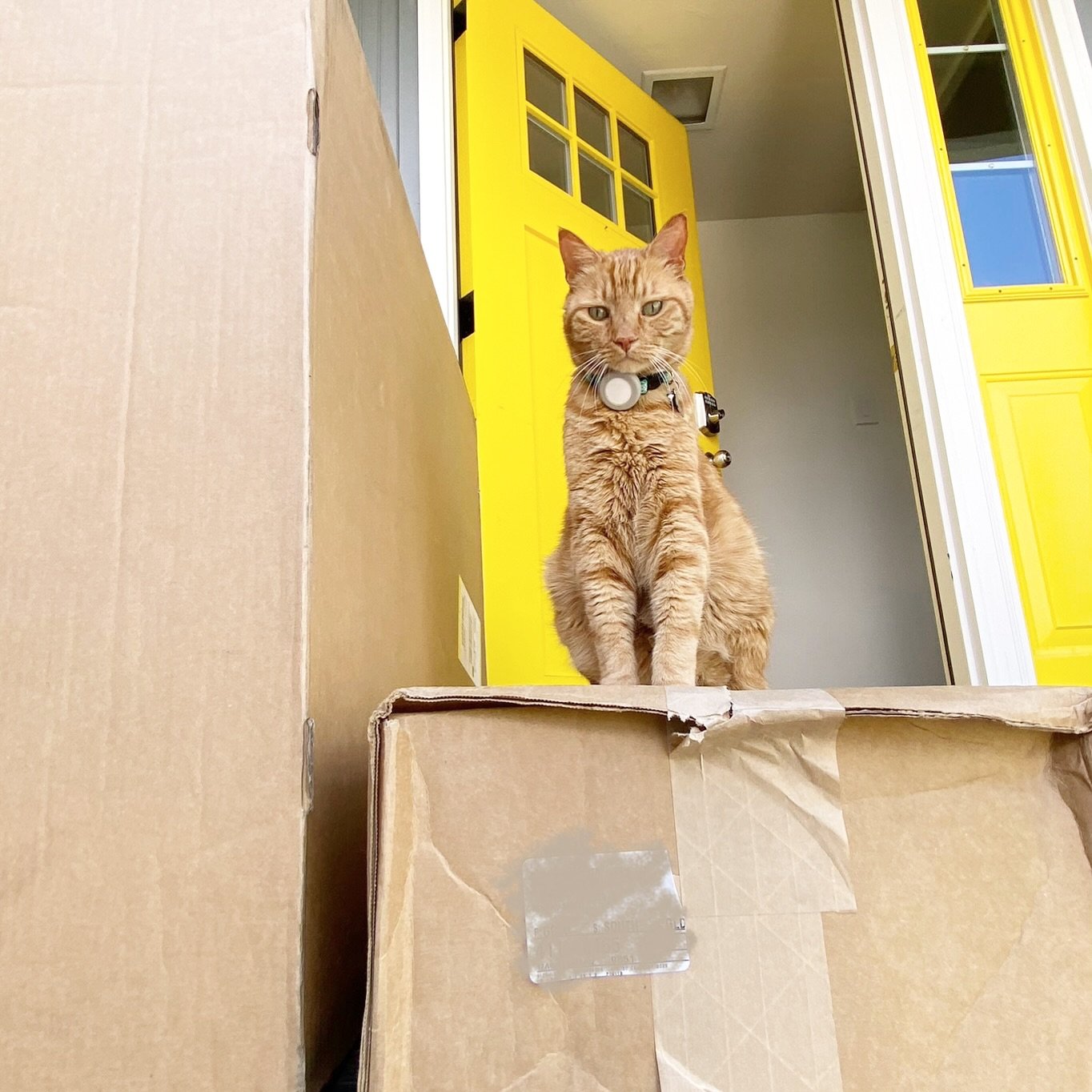 Say hello to our shipping and logistics experts! They ensure your orders arrive promptly and are packed with care. We proudly ship our moss masterpieces nationwide, and setup is typically as simple as installing a few screws, hanging your piece, and 