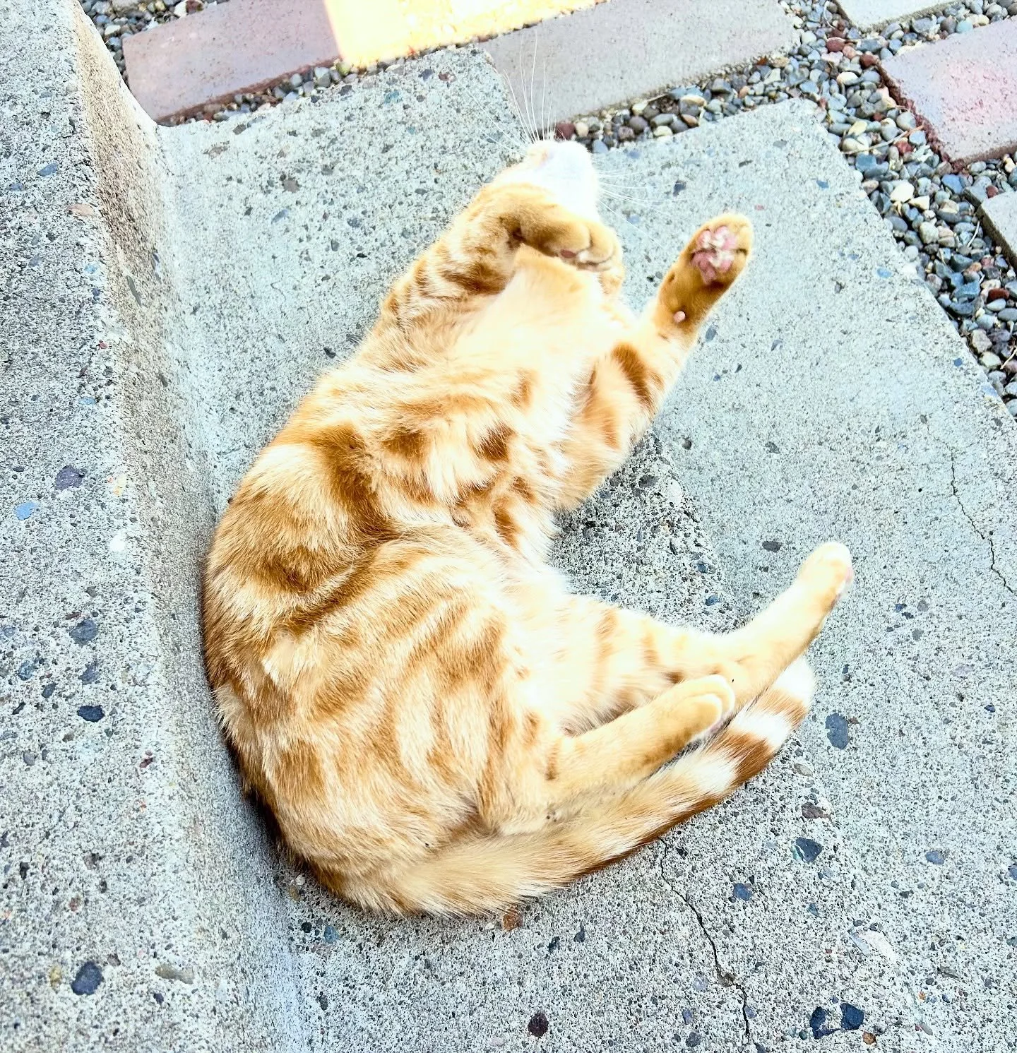 The MonkeyCats are still recuperating from an amazing weekend at @rtiashow Thank you to everyone who came by our booth and showed your support. We had so much fun hanging and chatting with you and are looking forward to next year!