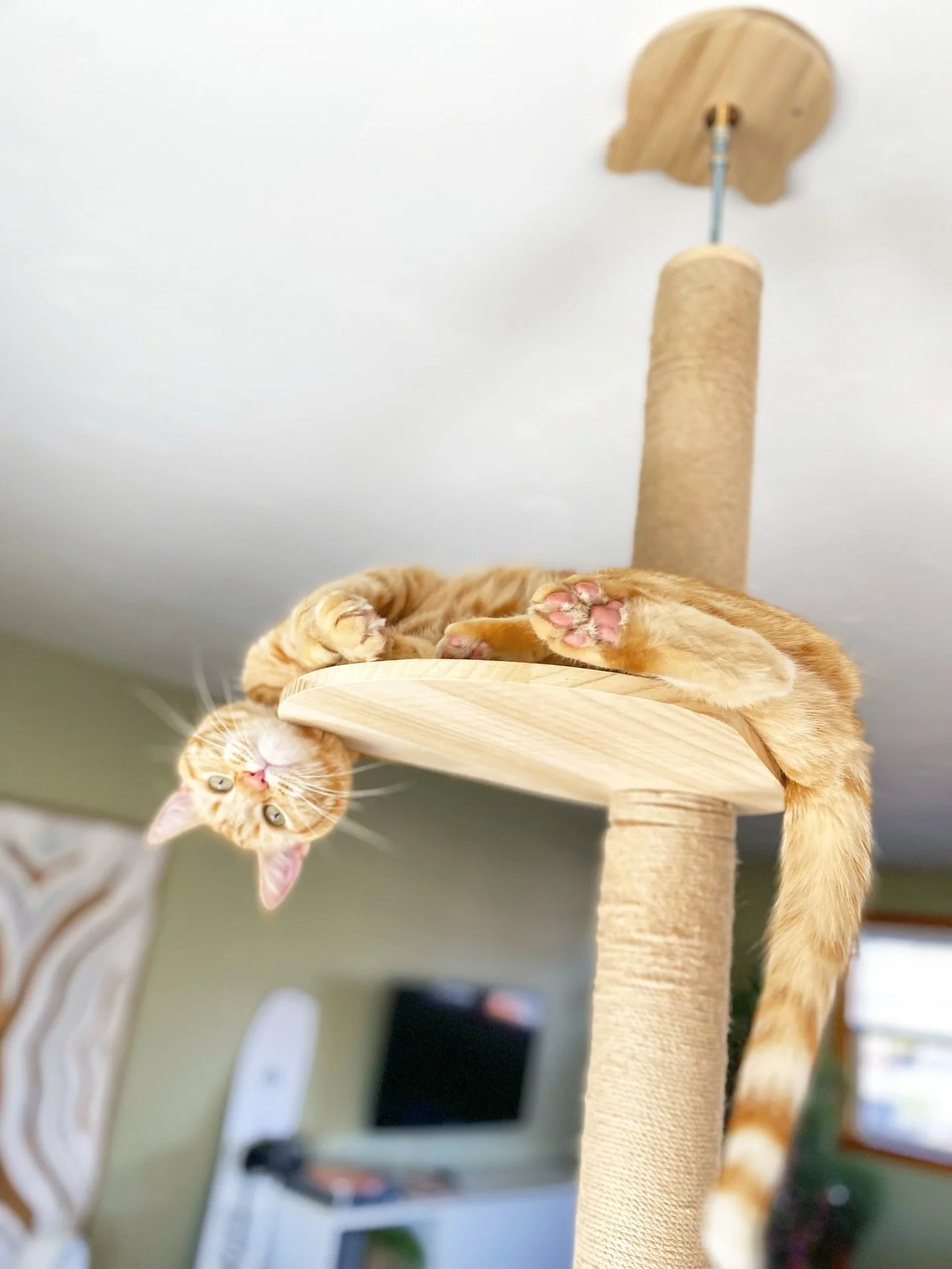 This little MonkeyCat turns 5 today. Fisher&rsquo;s favorite activities of the past year include: 1) begging to go outside 2) being outside 3) ignoring us when it&rsquo;s time to come inside. 🧡 HBD 🐟 #monkeycat #orangecat #catsofinstagram