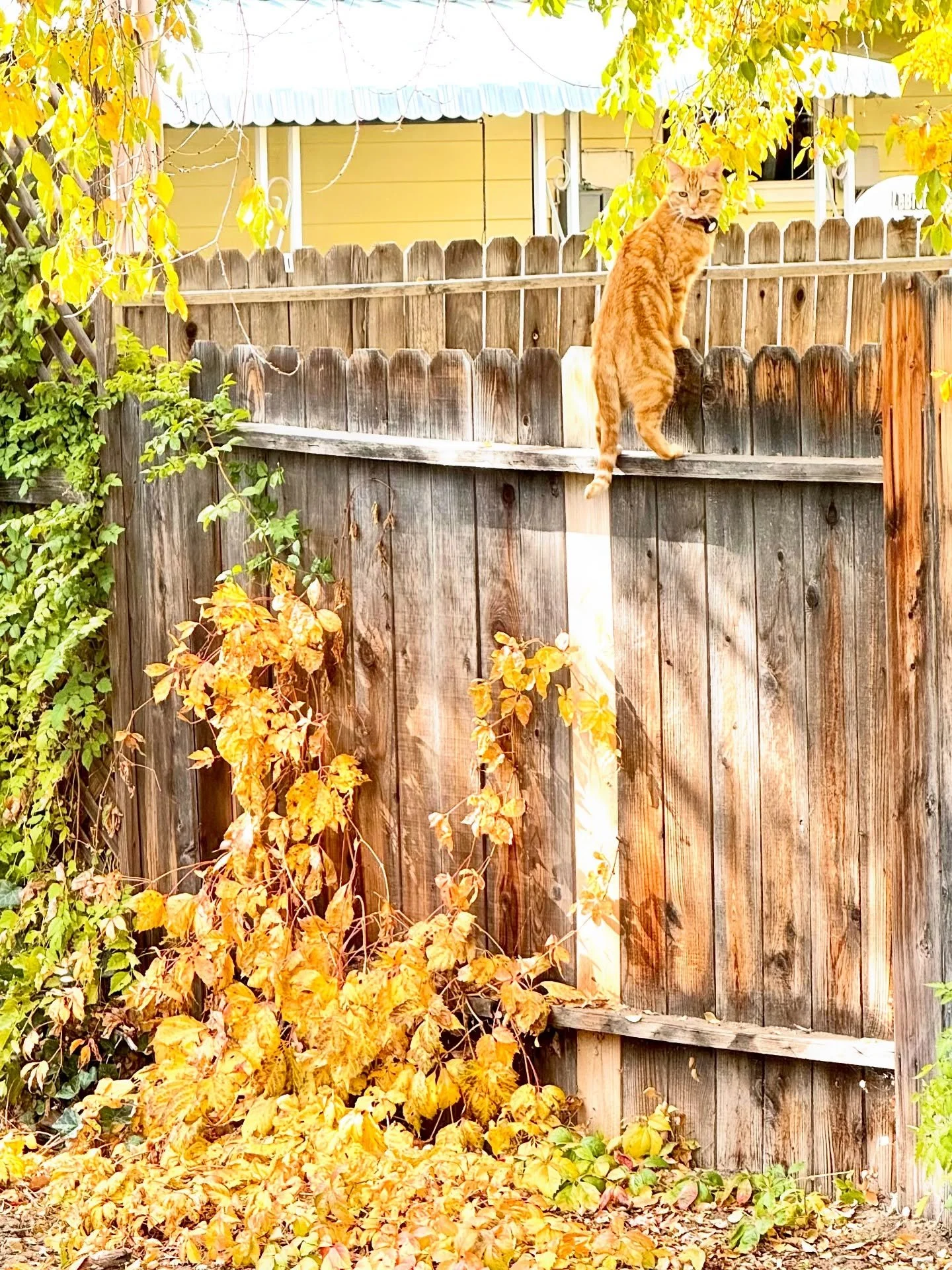 Fall 🐱 🍂 🍁 &hellip;that&rsquo;s all 🧡