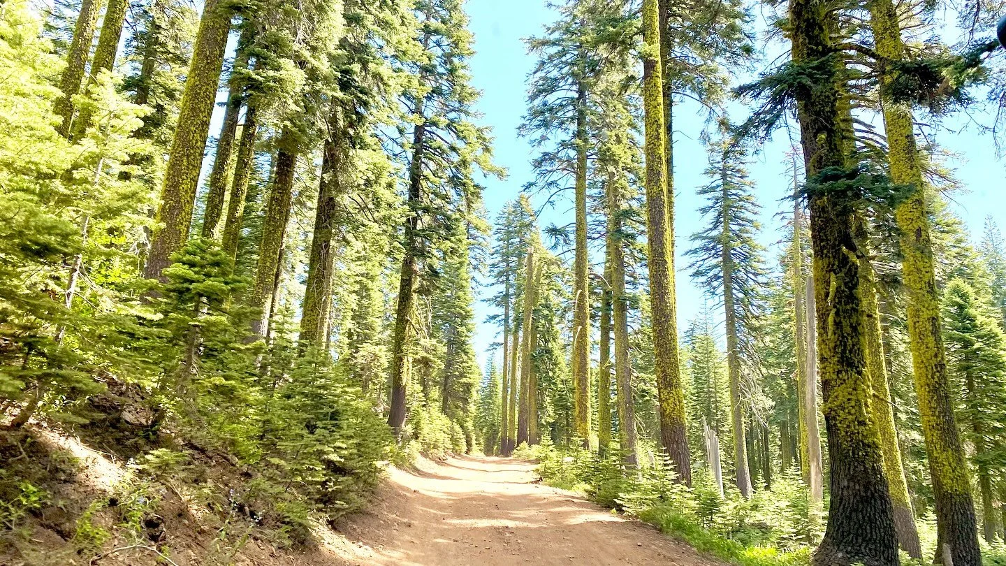 Summer things 🌼🌲🏔️🏕️