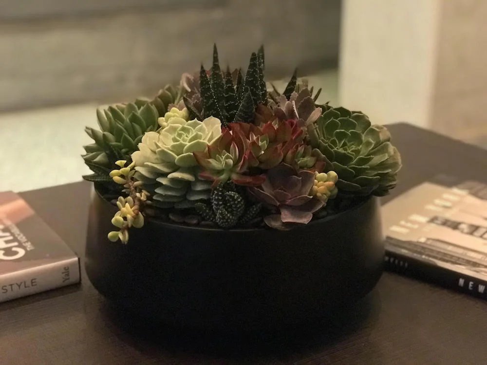 lisa_succulent.jpg
