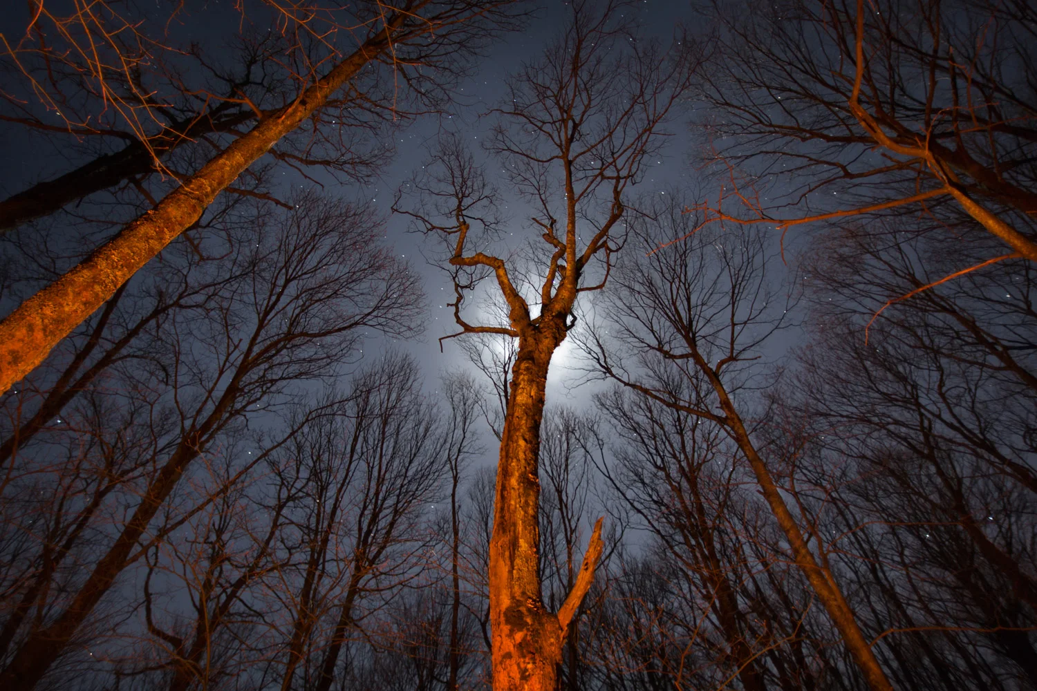 Canopy
