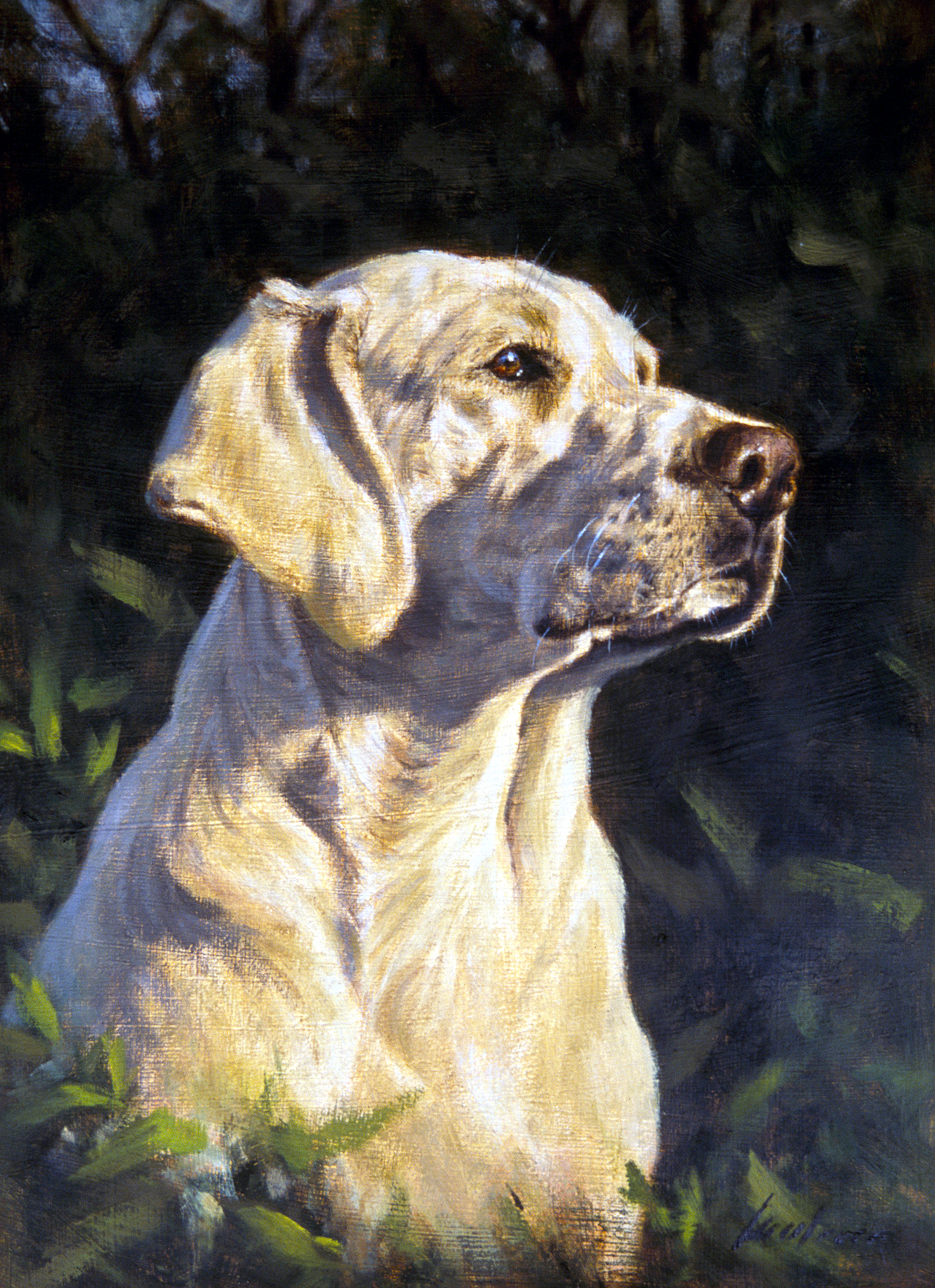 Yellow Labrador