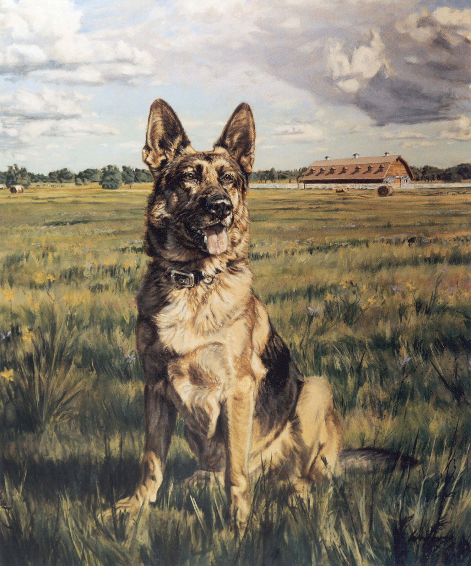 German Shepard