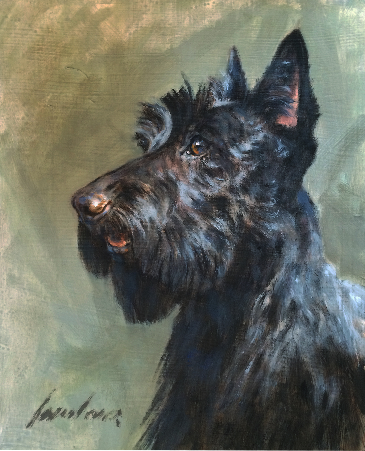 Scottish Terrier