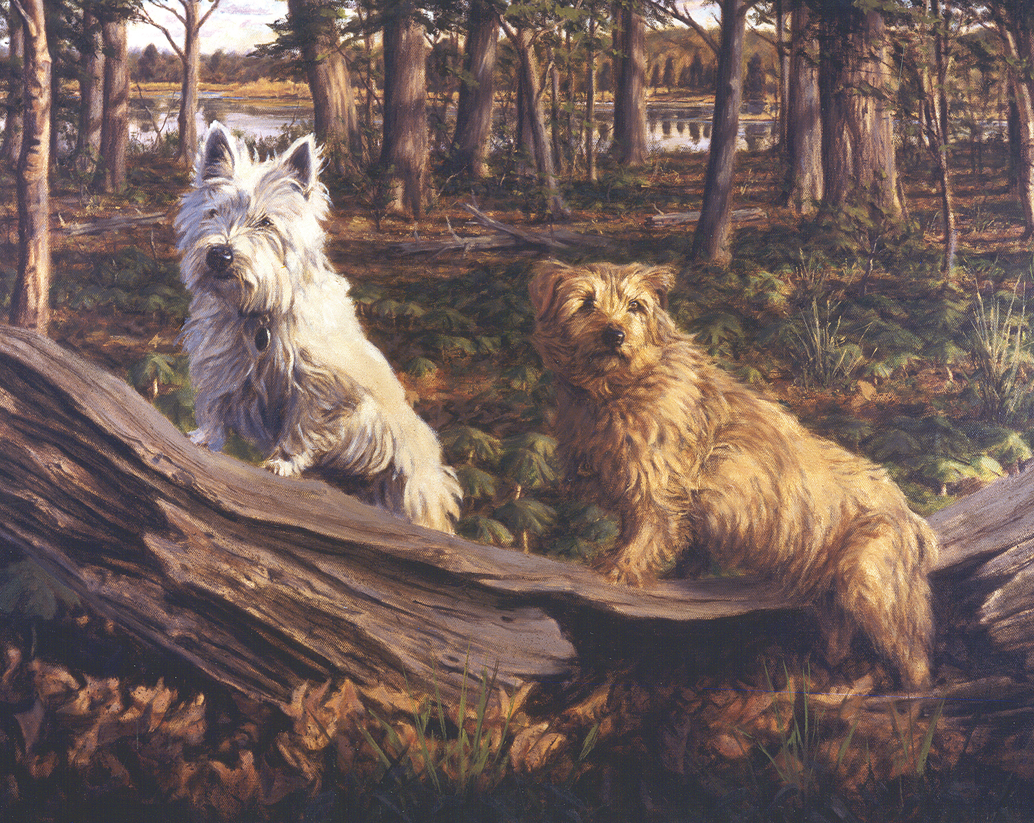 West Highland and Norfolk Terrier