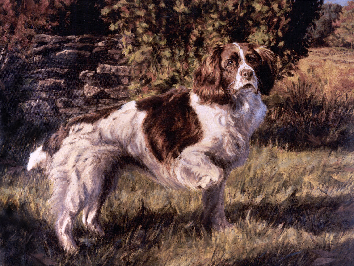 Springer Spaniel