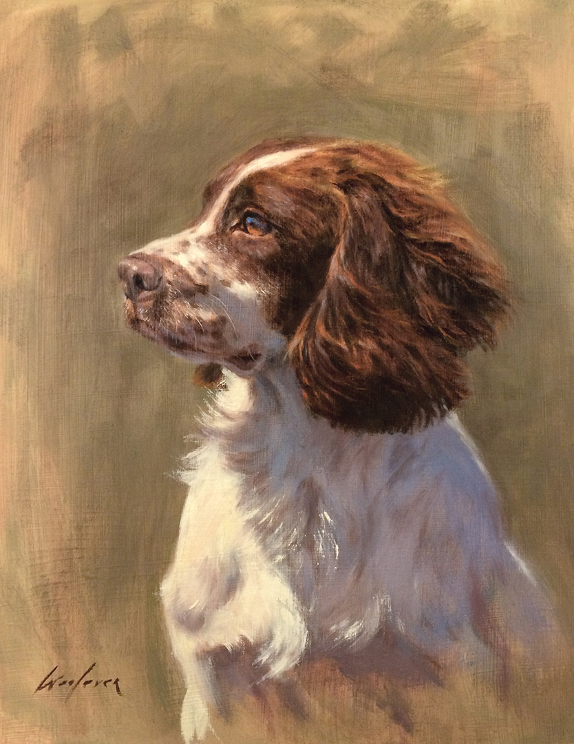 Springer Spaniel