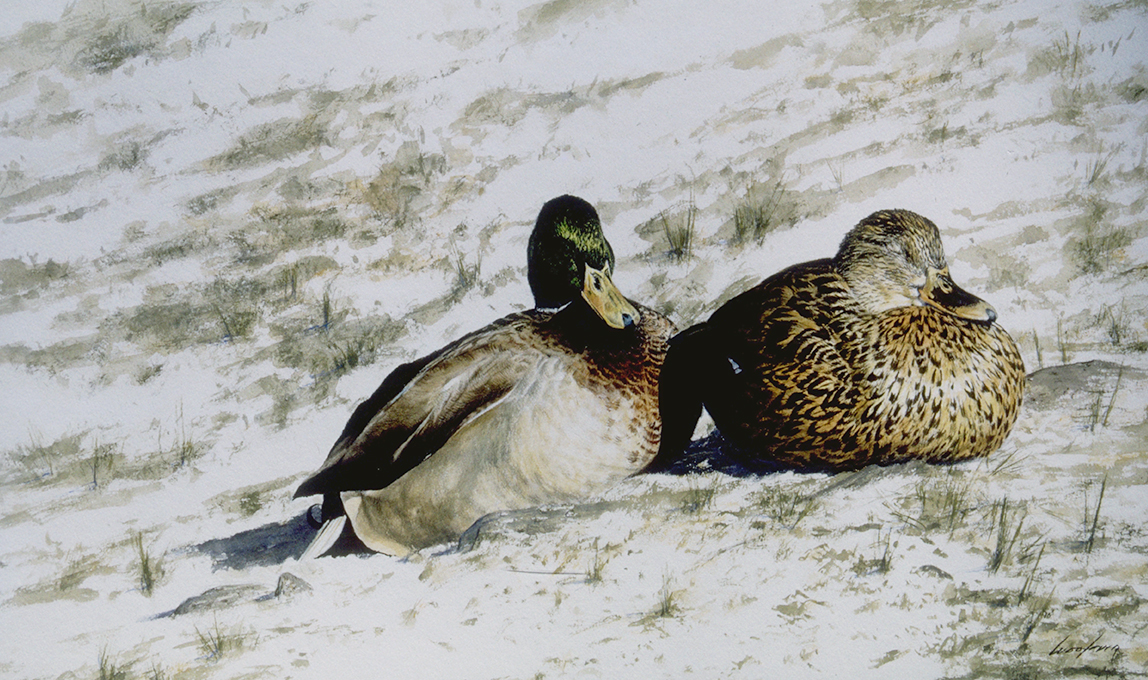 Light Snow (Mallards)