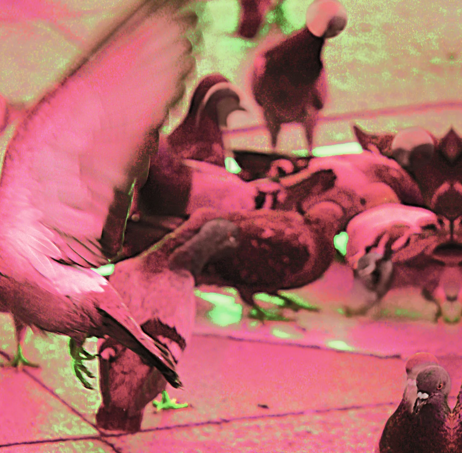 pink_pigeons.jpg