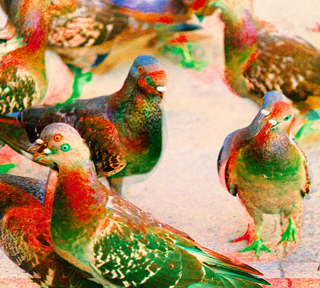 IMG_1670_acid_pigeons_instagram.jpg