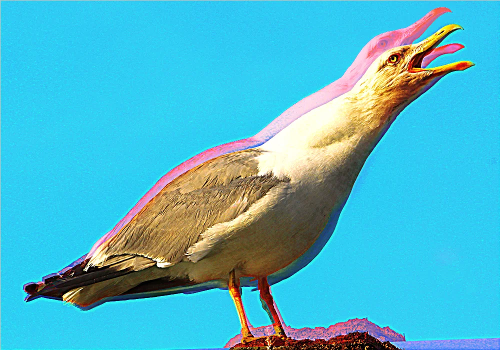 IMG_1131_gull_comp_cropped_facebook.jpg