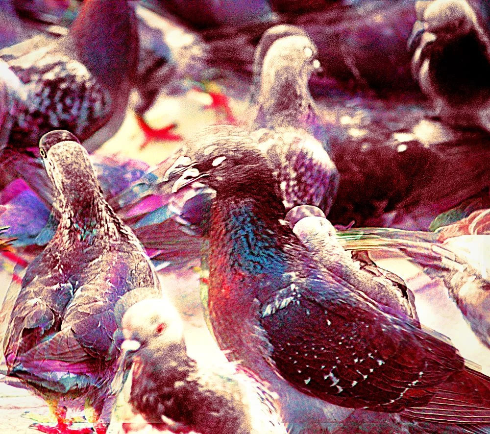 pigeon_eyes_closed.jpg