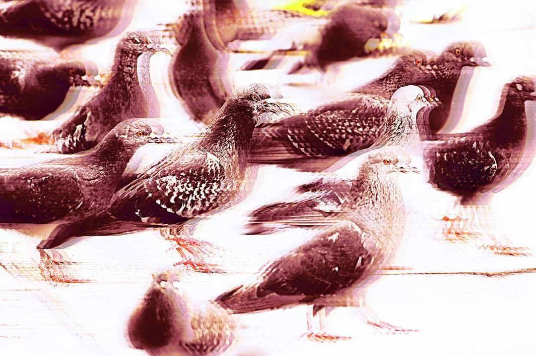 pigeon_charge.jpg