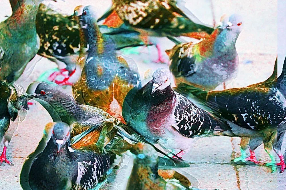 pigeon_fight_rainbow.jpg