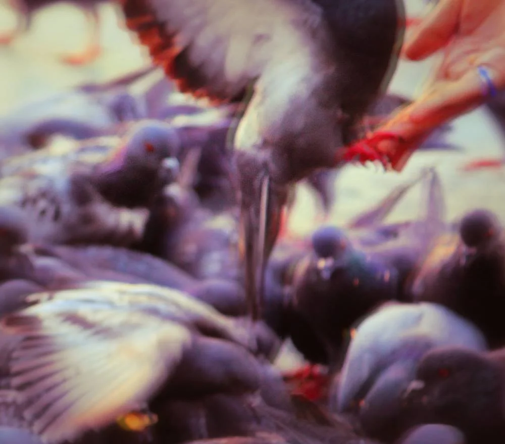 pigeon_hand.jpg