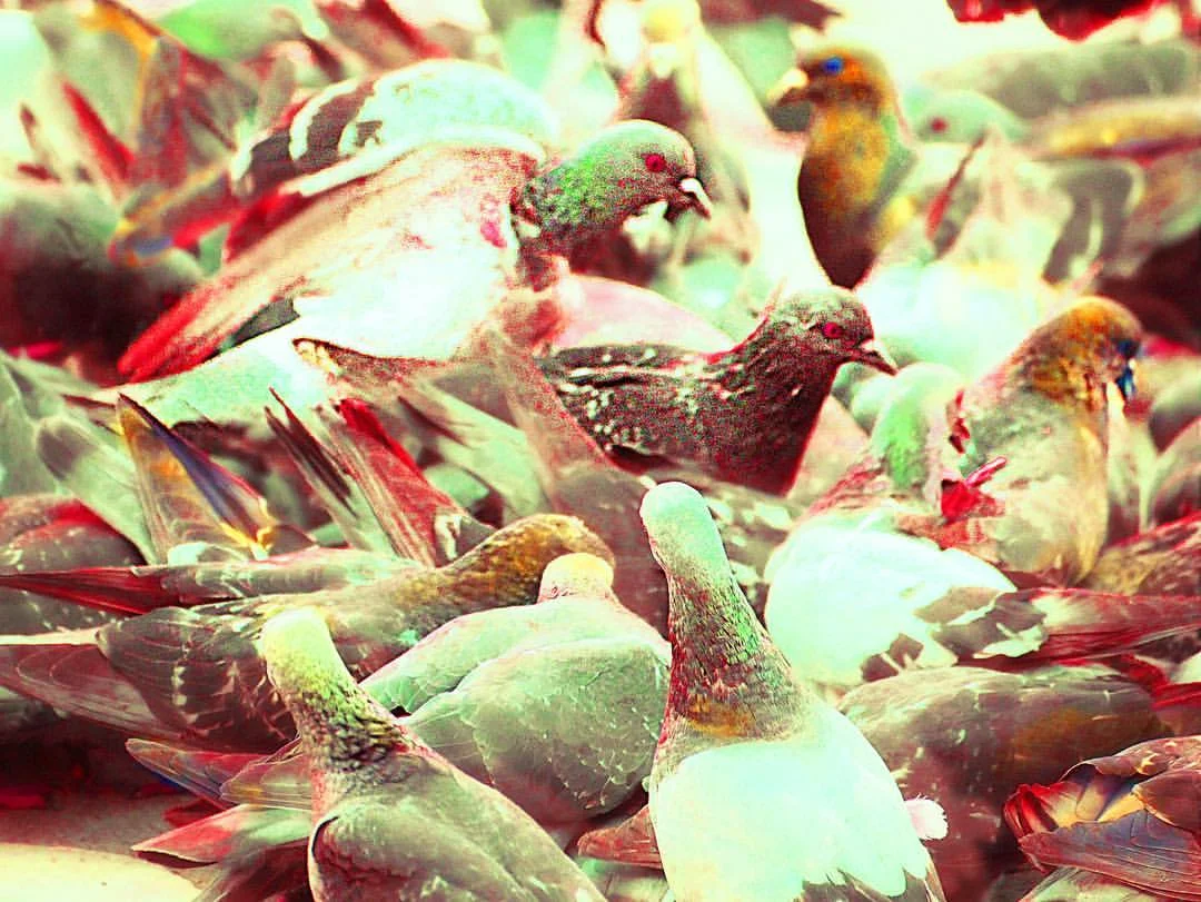 pigeon_stacked.jpg