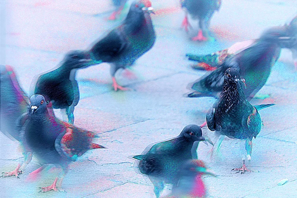 pigeons_wandering.jpg