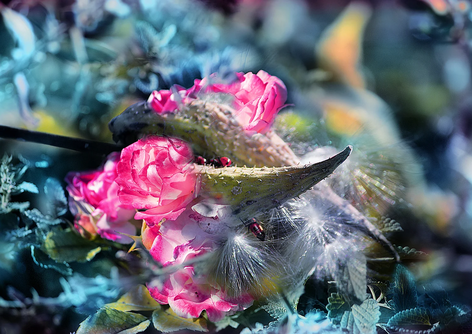 IMG_4923_claw_milkweed_flower copy_facebook.jpg
