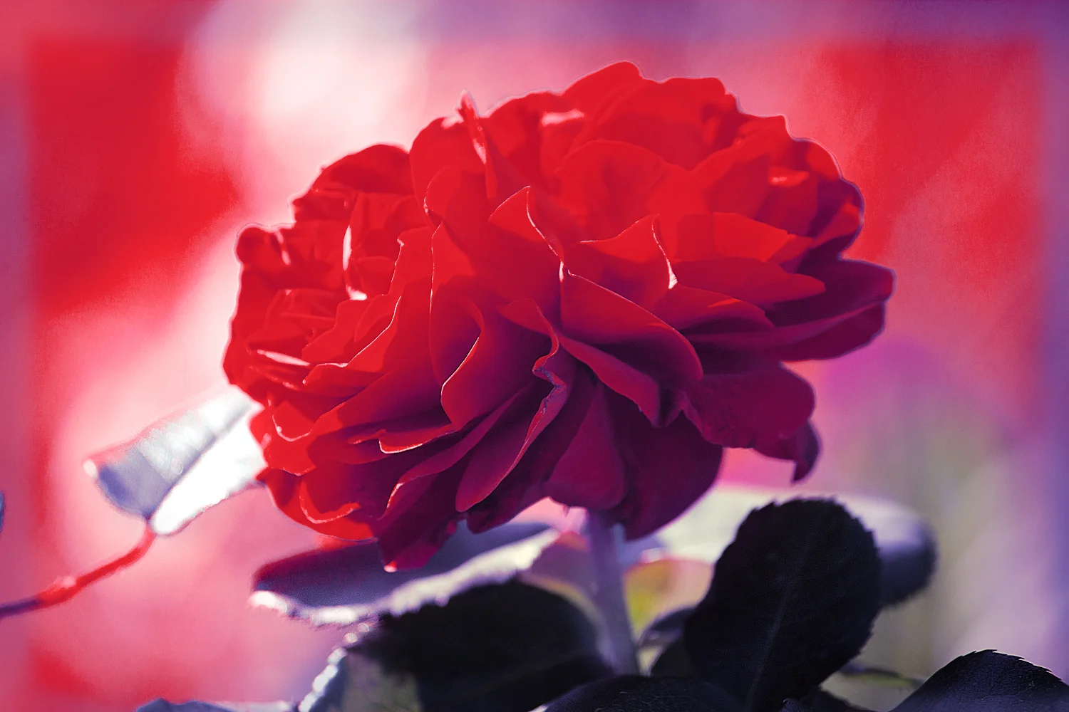 IMG_5337__flower_Facebook.jpg