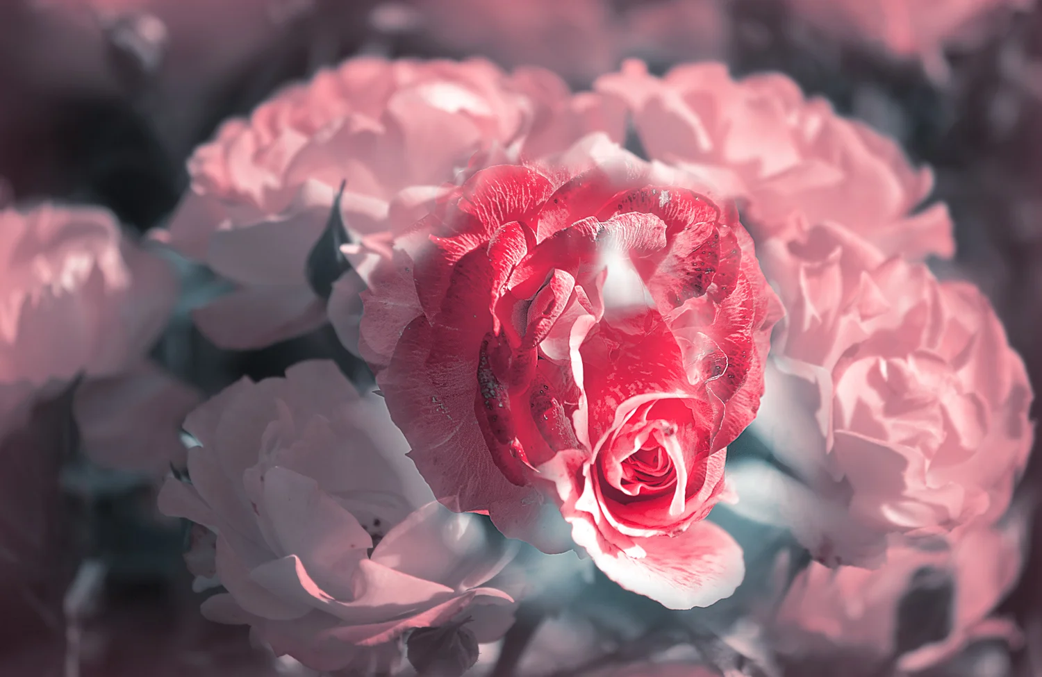 IMG_5229_glowing_rose_bundle_white_facebook.jpg