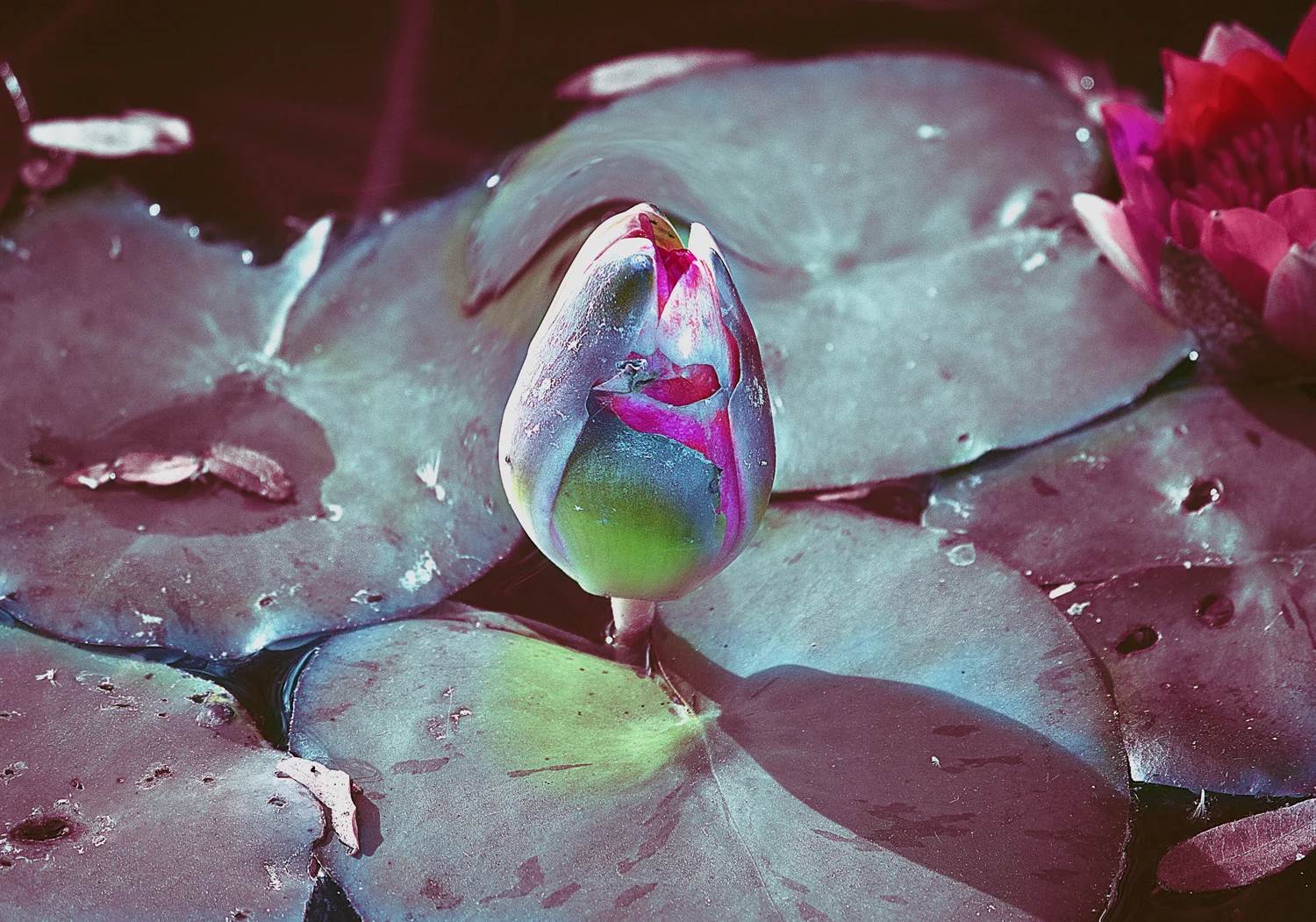 IMG_5417_lilly_bud_red_flower_flat_facebook.jpg