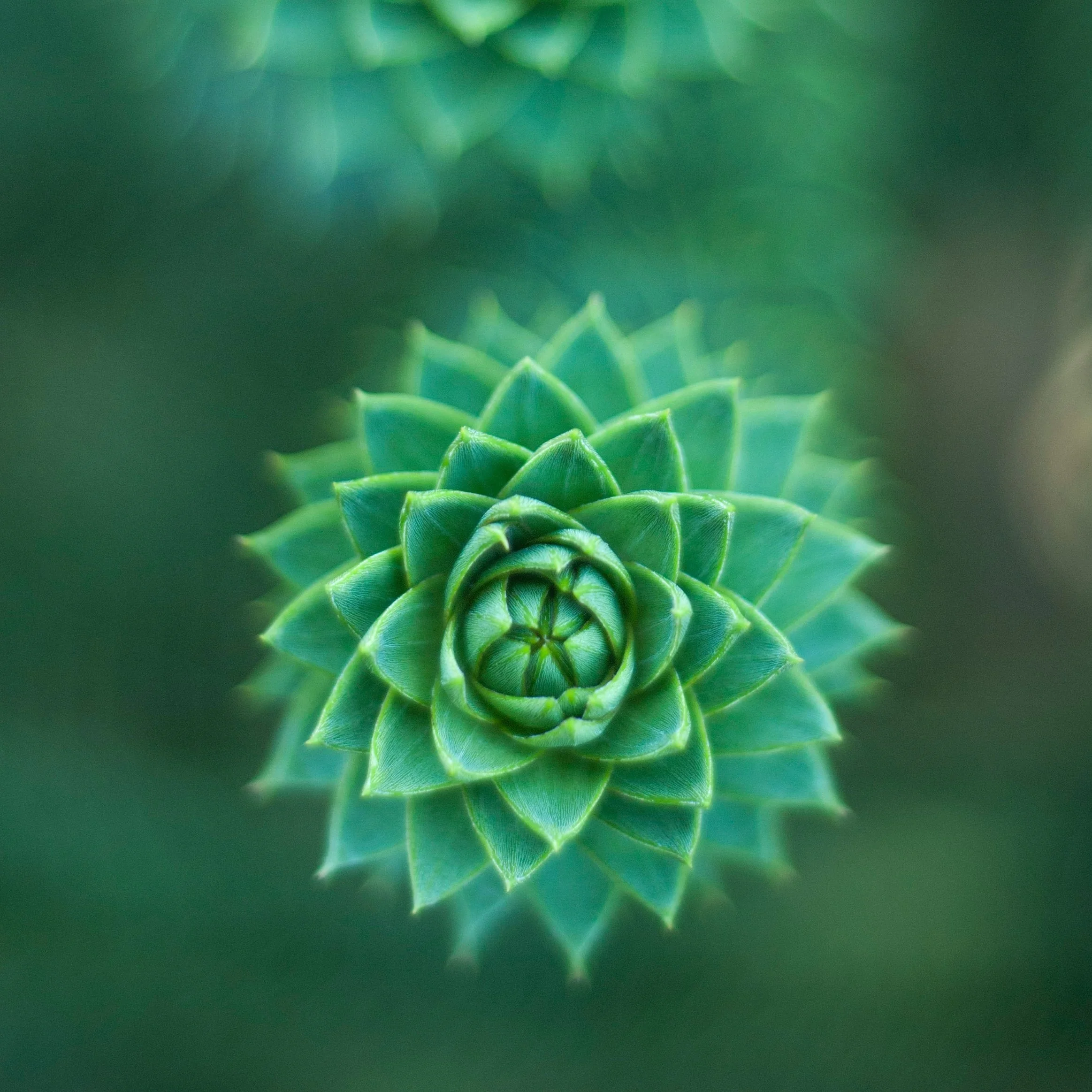 circleplantunsplash.jpg