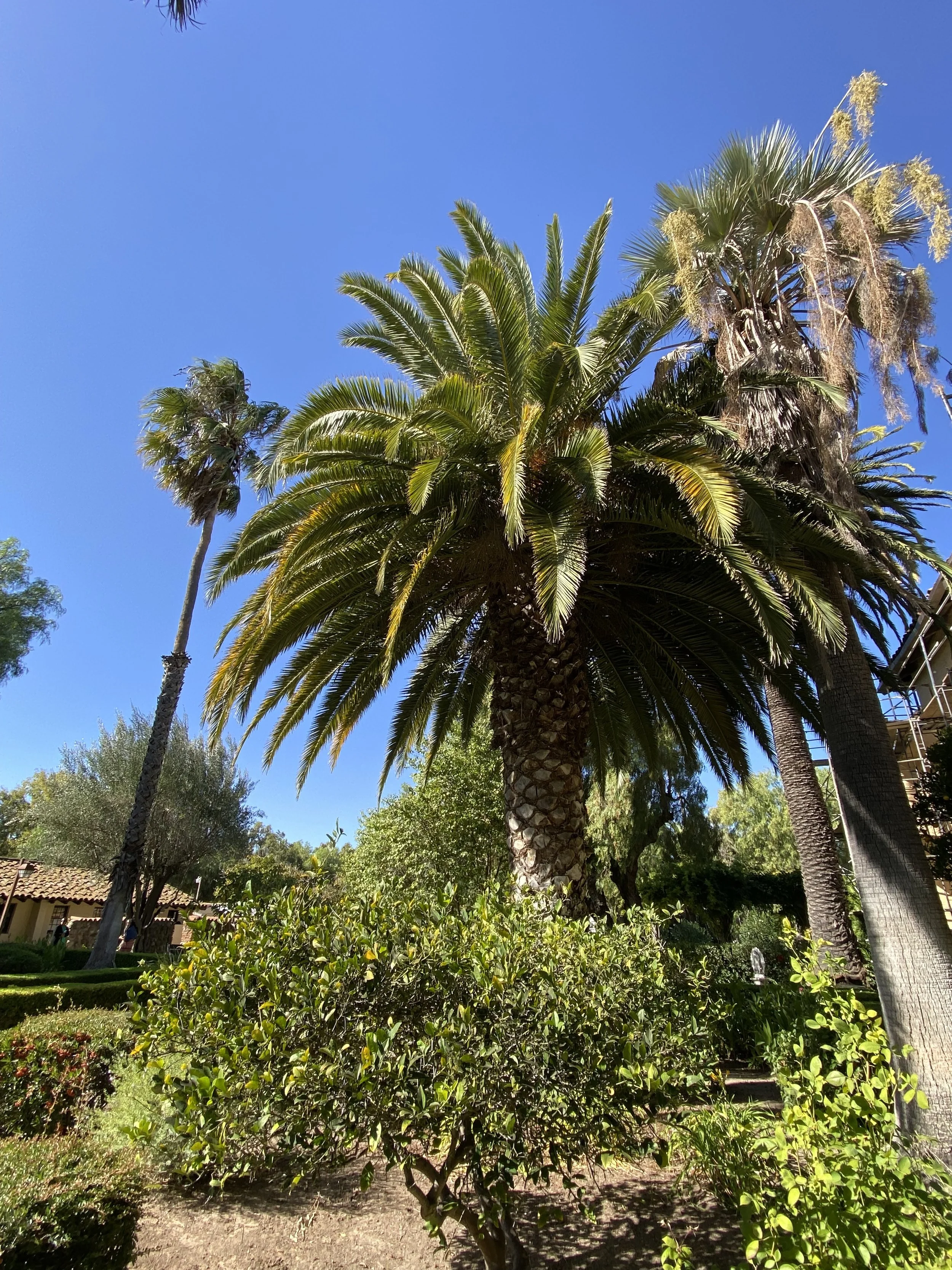 Courtyard, Santa Inés Mission 