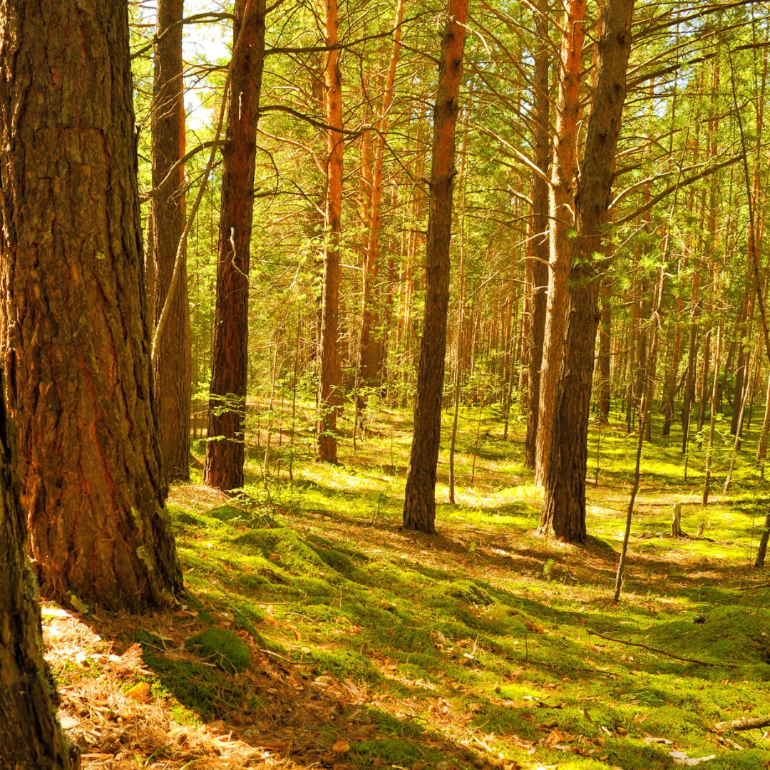 Postpartum Support Group: Guest Speaker Week 1