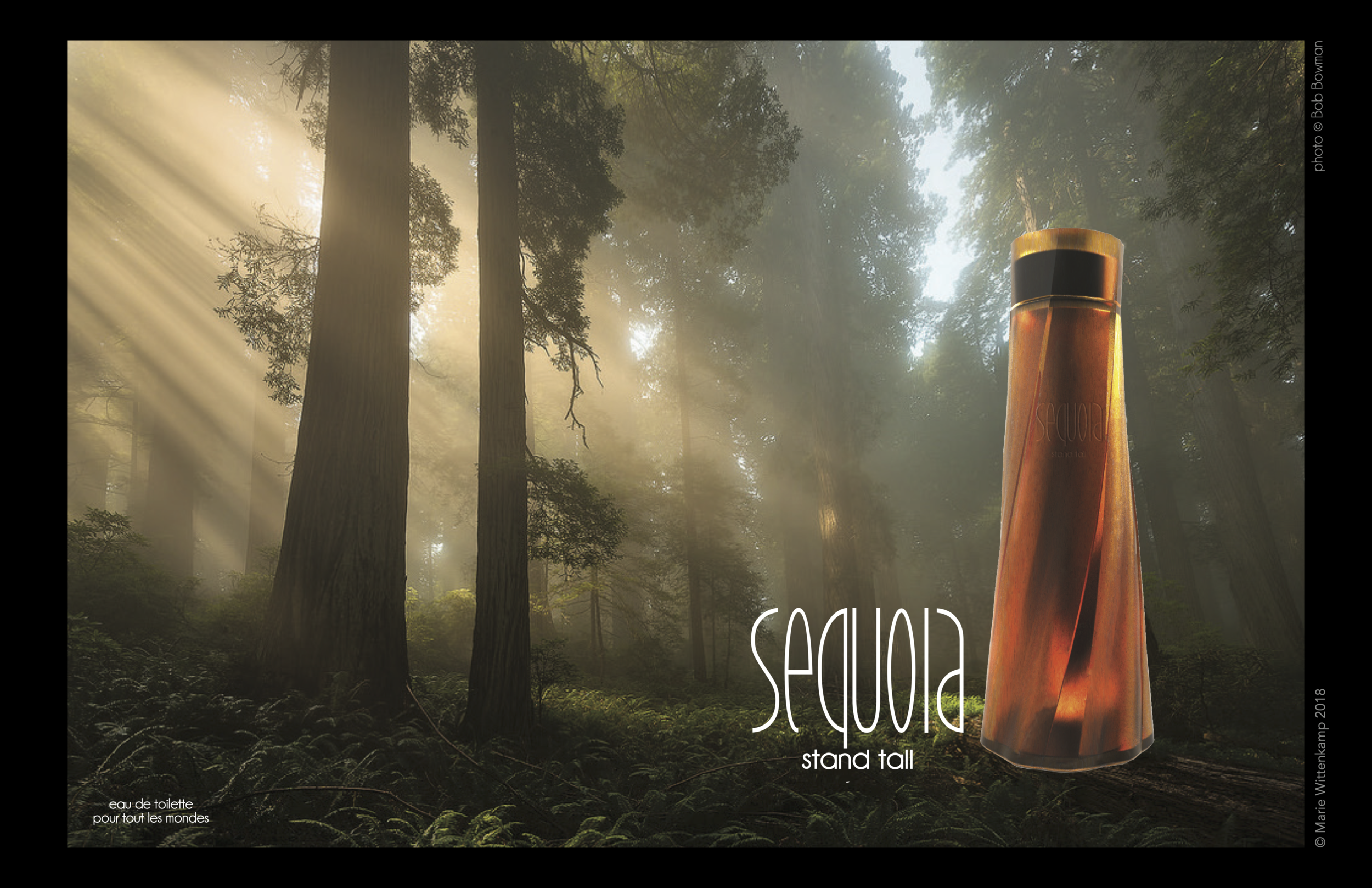 Wittenkamp_Sequoia_forest.png