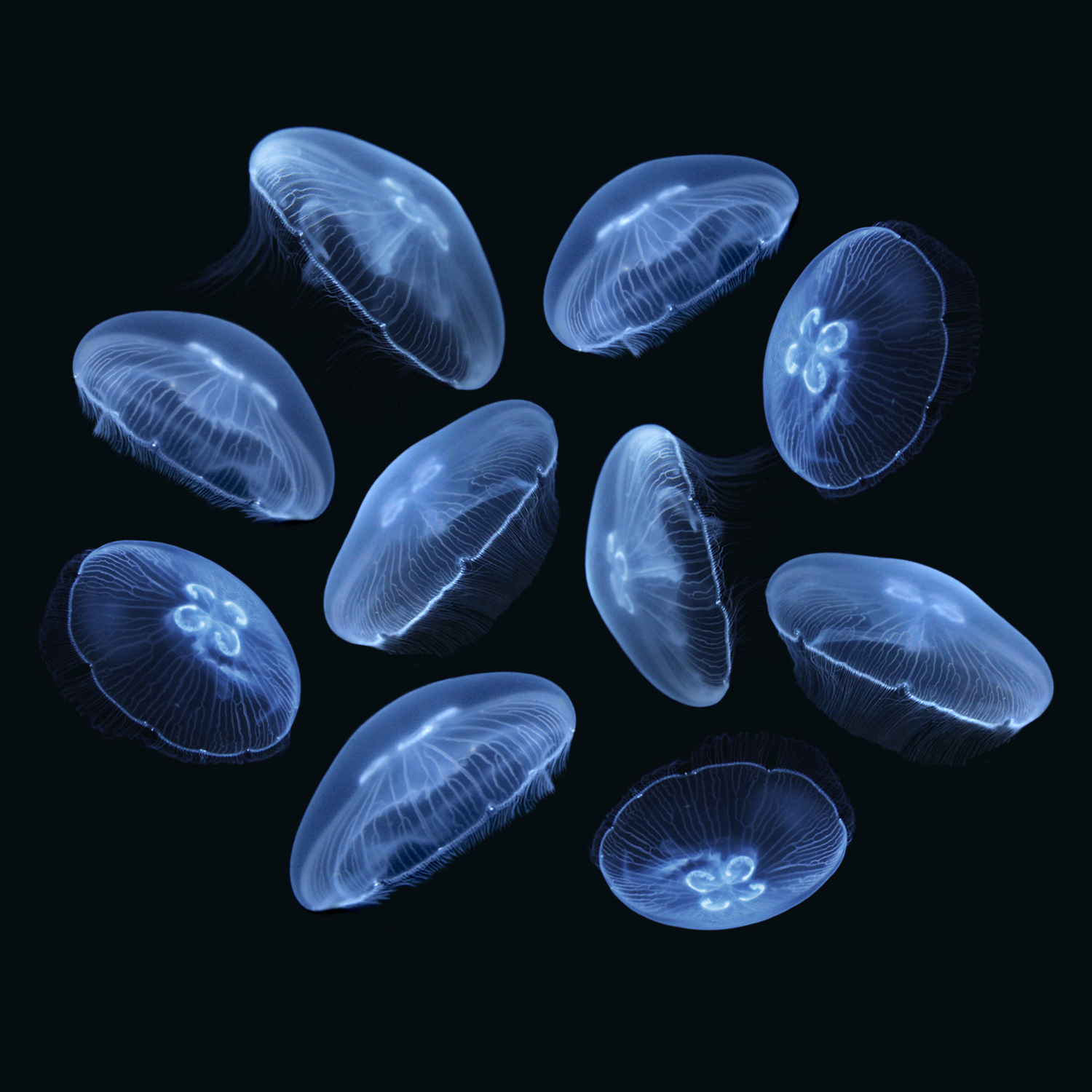 15 Small Moon Jellyfish — Sunset Marine Labs - Live Jellyfish & Aquariums