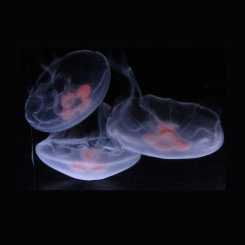 1 Large + 2 Medium Moon Jellyfish — Sunset Marine Labs - Live