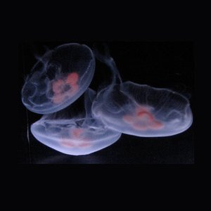 1 Large + 2 Medium Moon Jellyfish — Sunset Marine Labs - Live