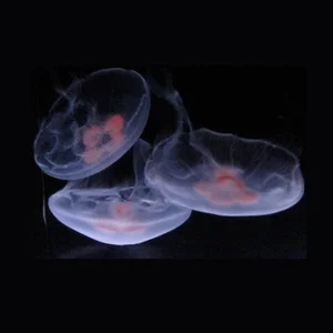 1 Medium + 2 Small Moon Jellyfish — Sunset Marine Labs - Live