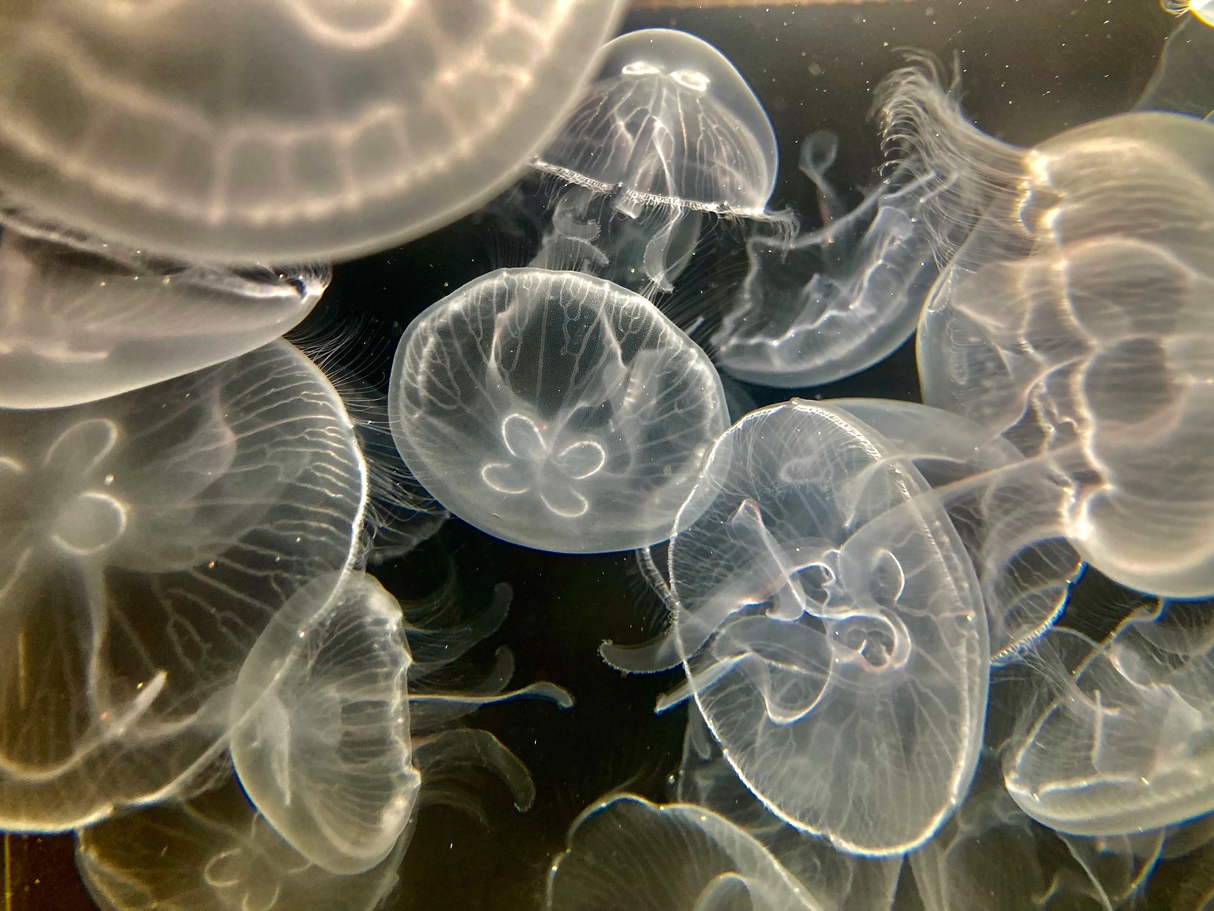Bulk Orders/Non-wholesale - Sunset Marine Labs - Live Jellyfish & Aquariums