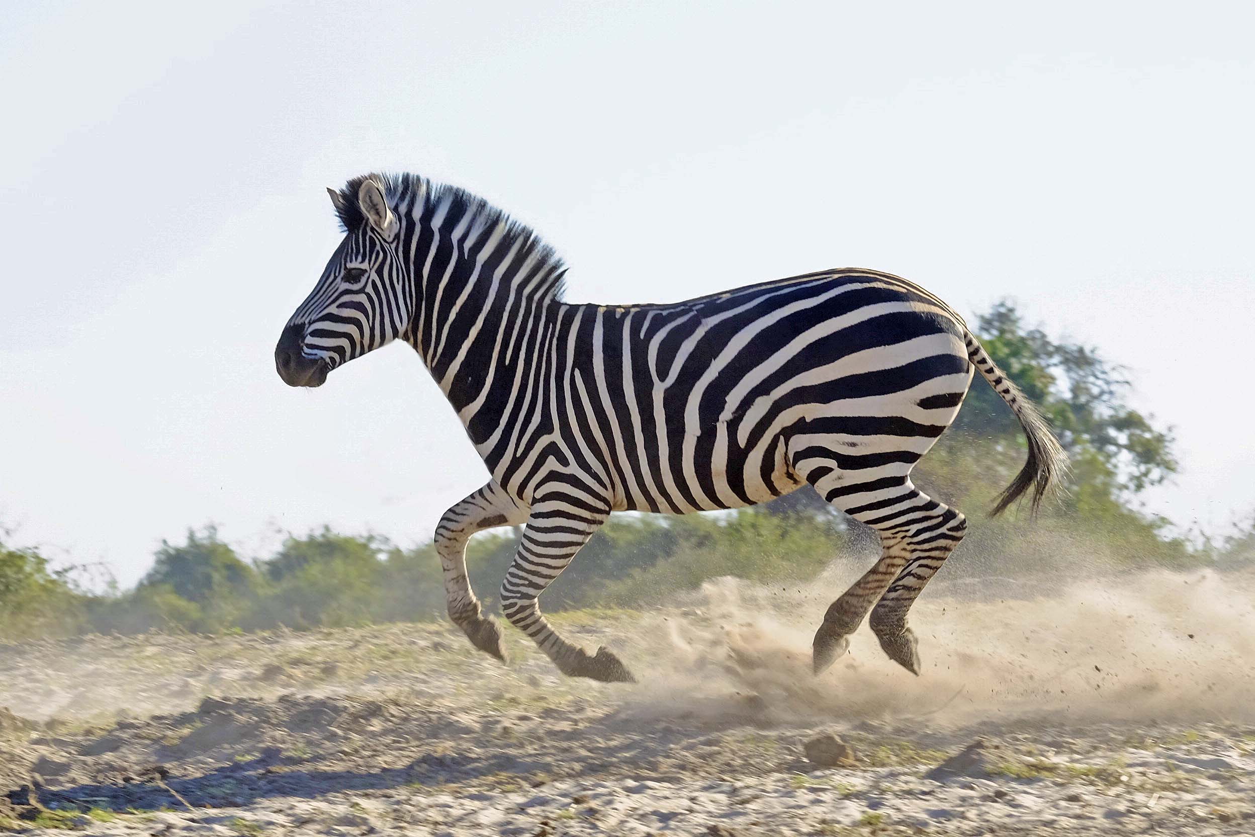 Flying Zebra