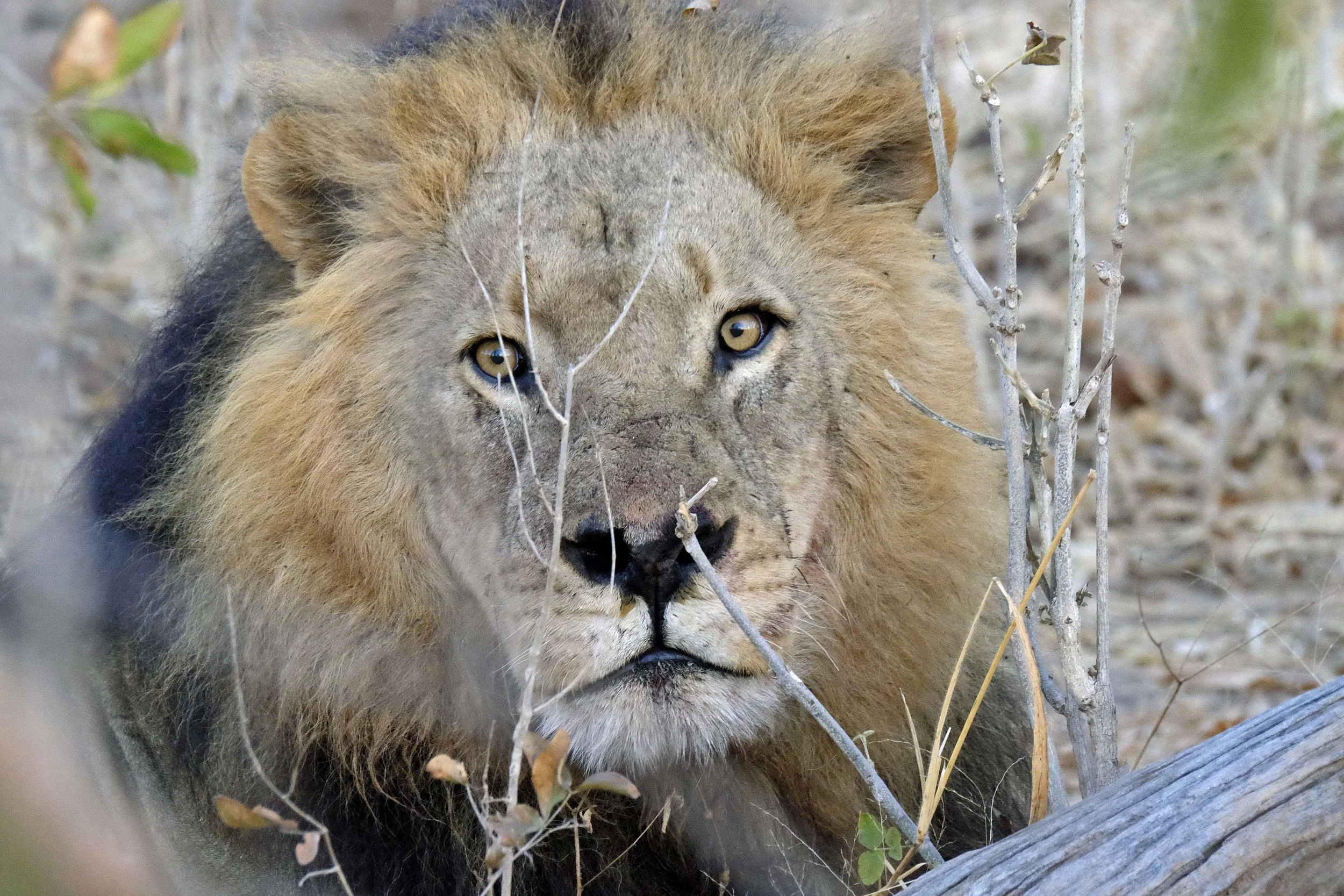 Magnificent Male African Lion with Black Mane