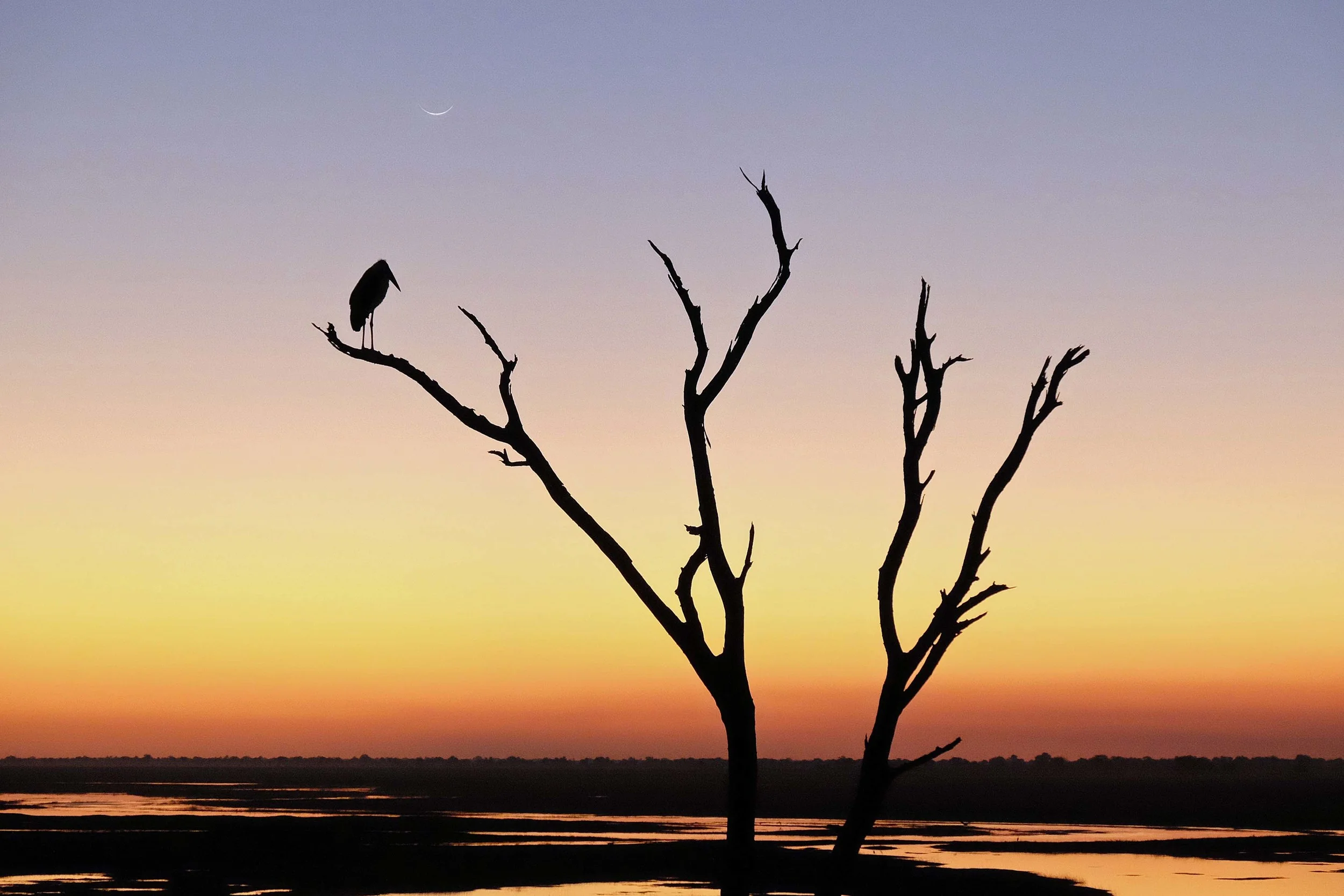 Maribou Stork at Sunset Overlooking the Chobe River