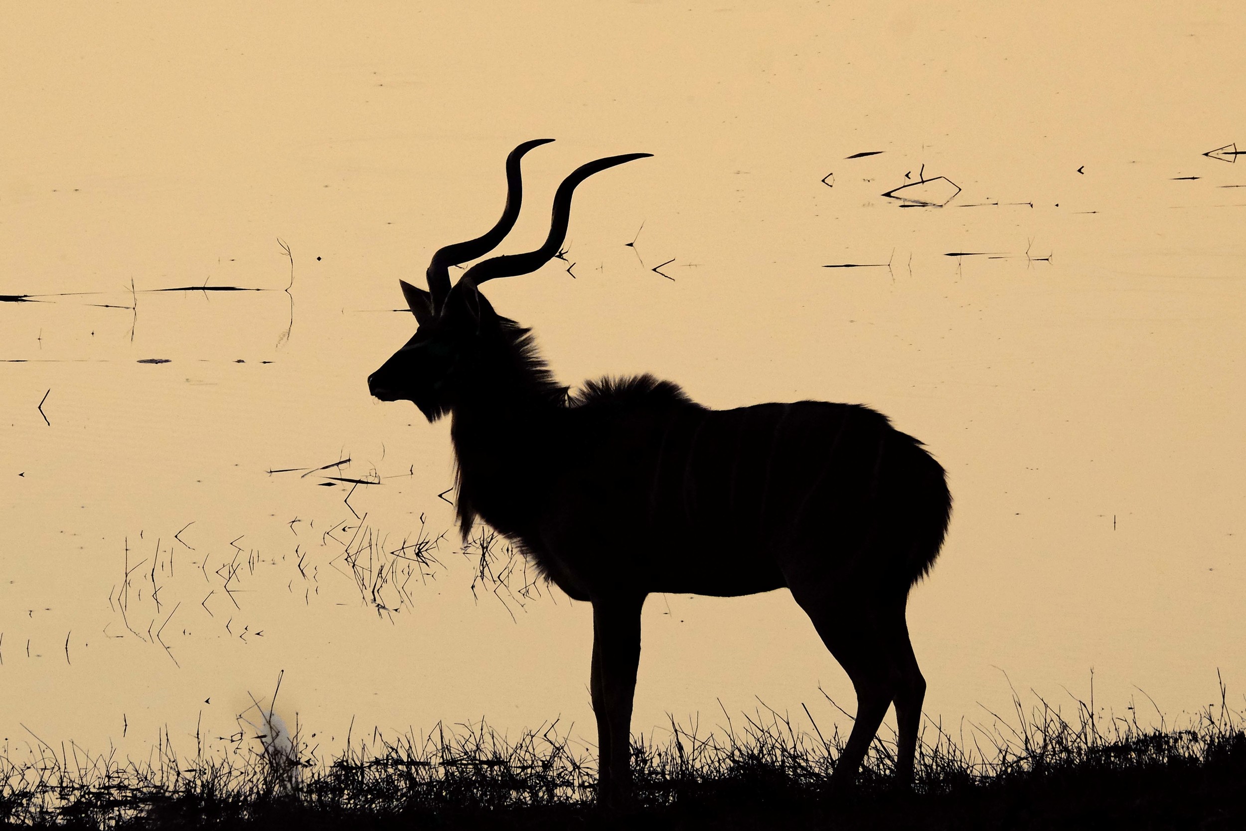 Greater Kudu at Chobe River