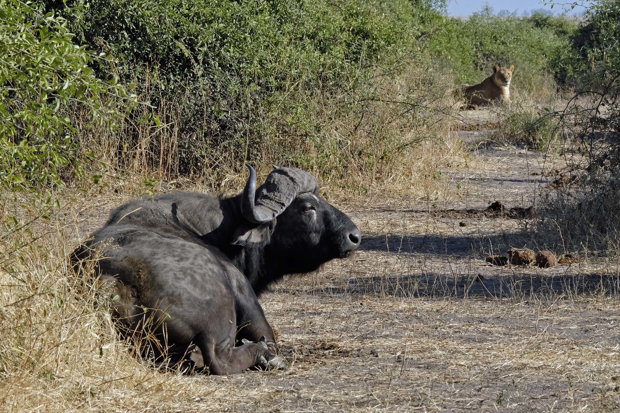 Cape Buffalo (notoriously poor eyesight) and African Lion
