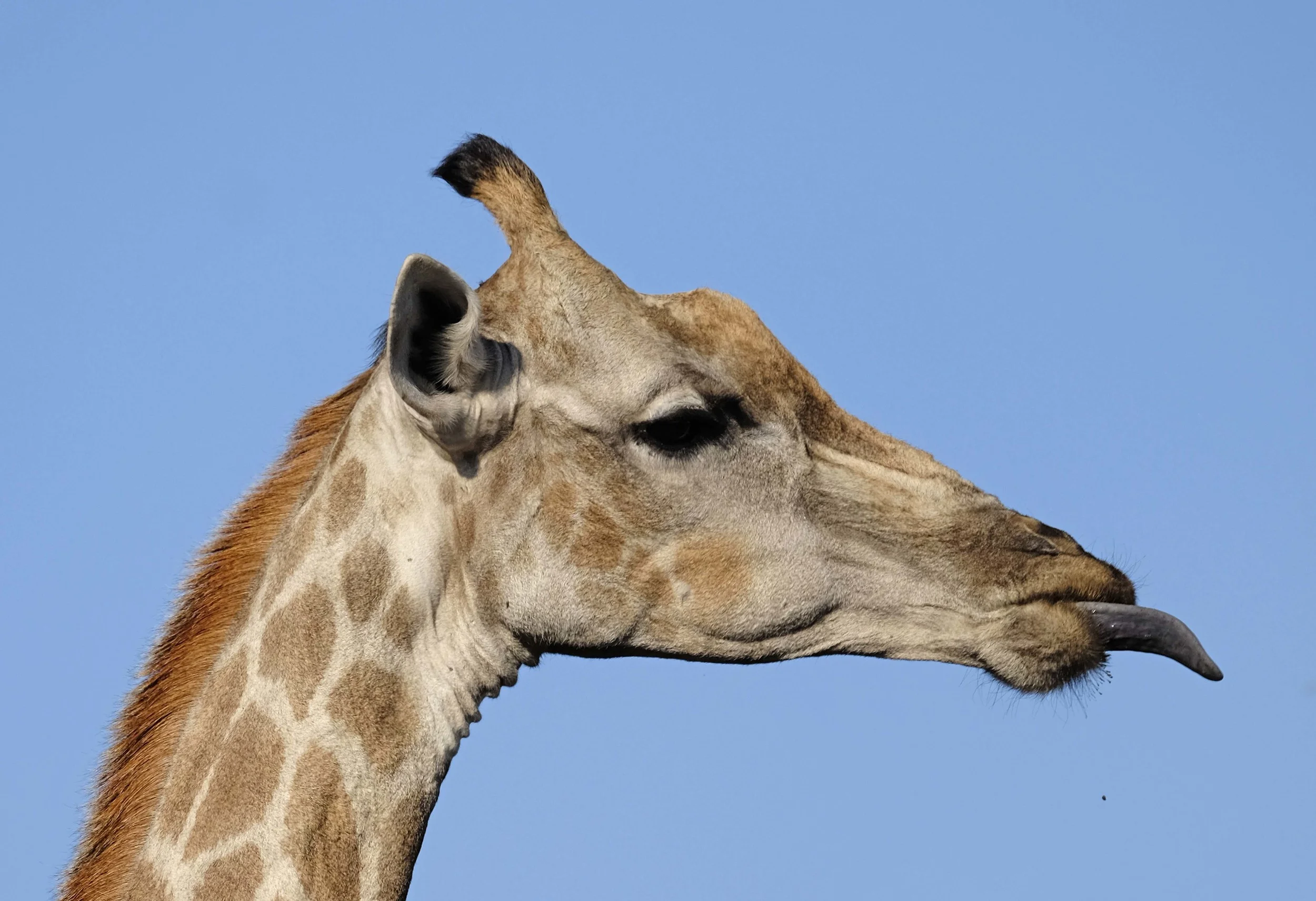 Giraffe