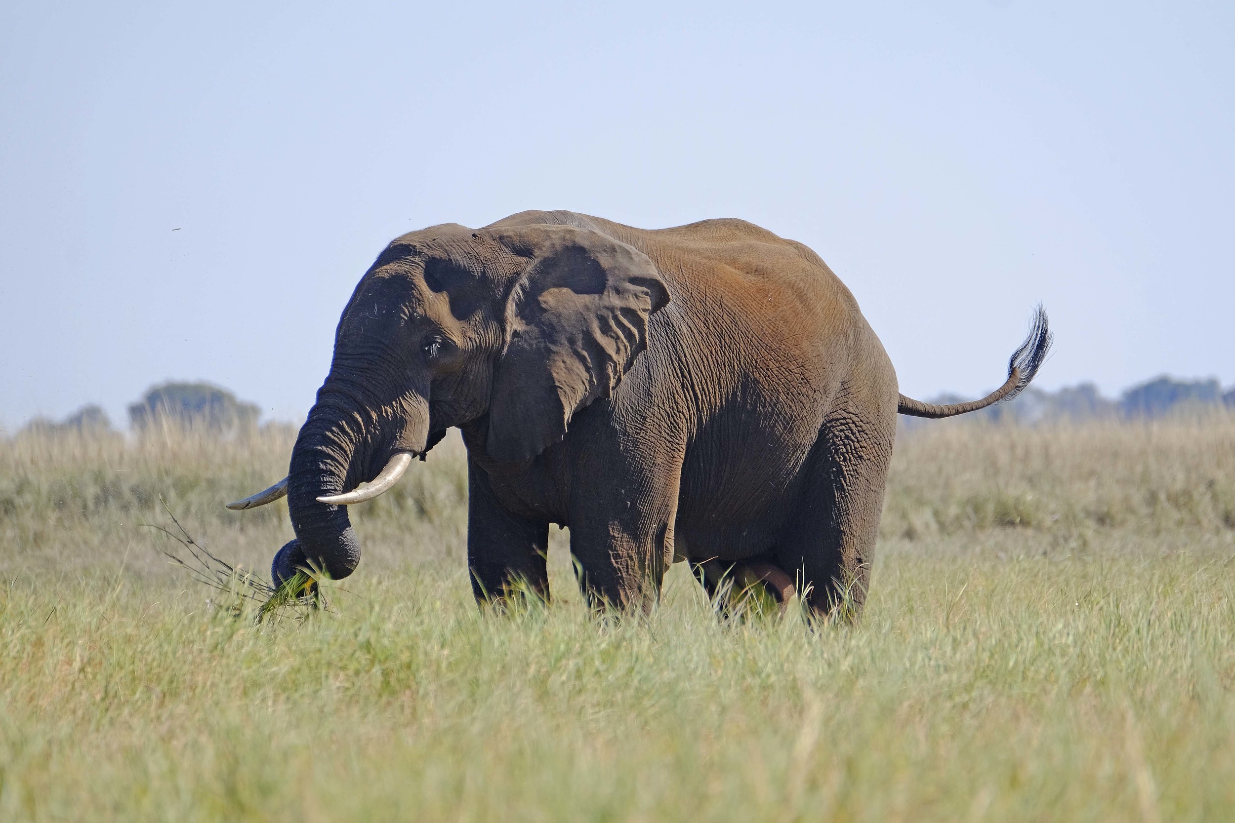 Elephant Enjoying Lunch after A Roll in the Dirt