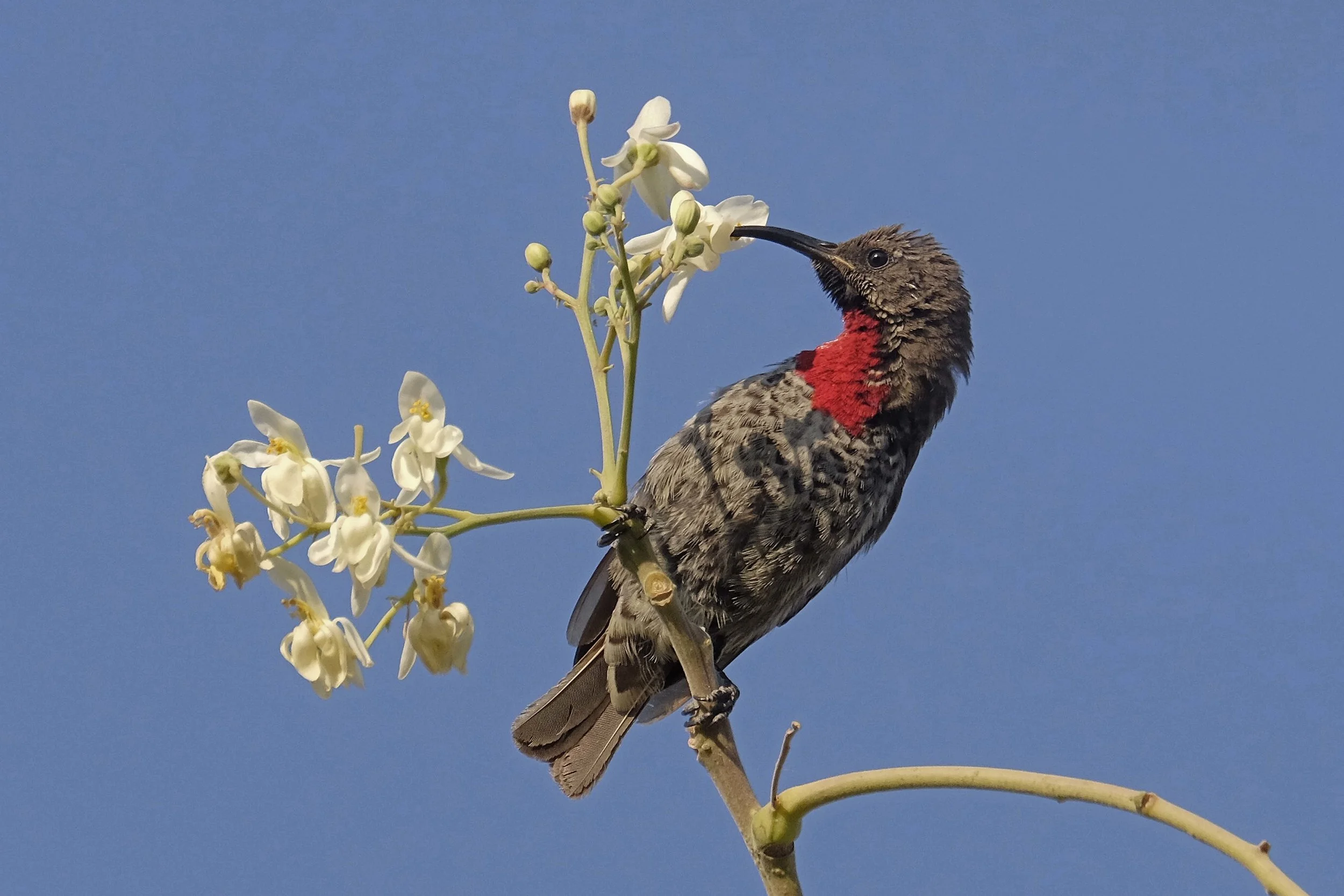 Scarlet-chested sunbird