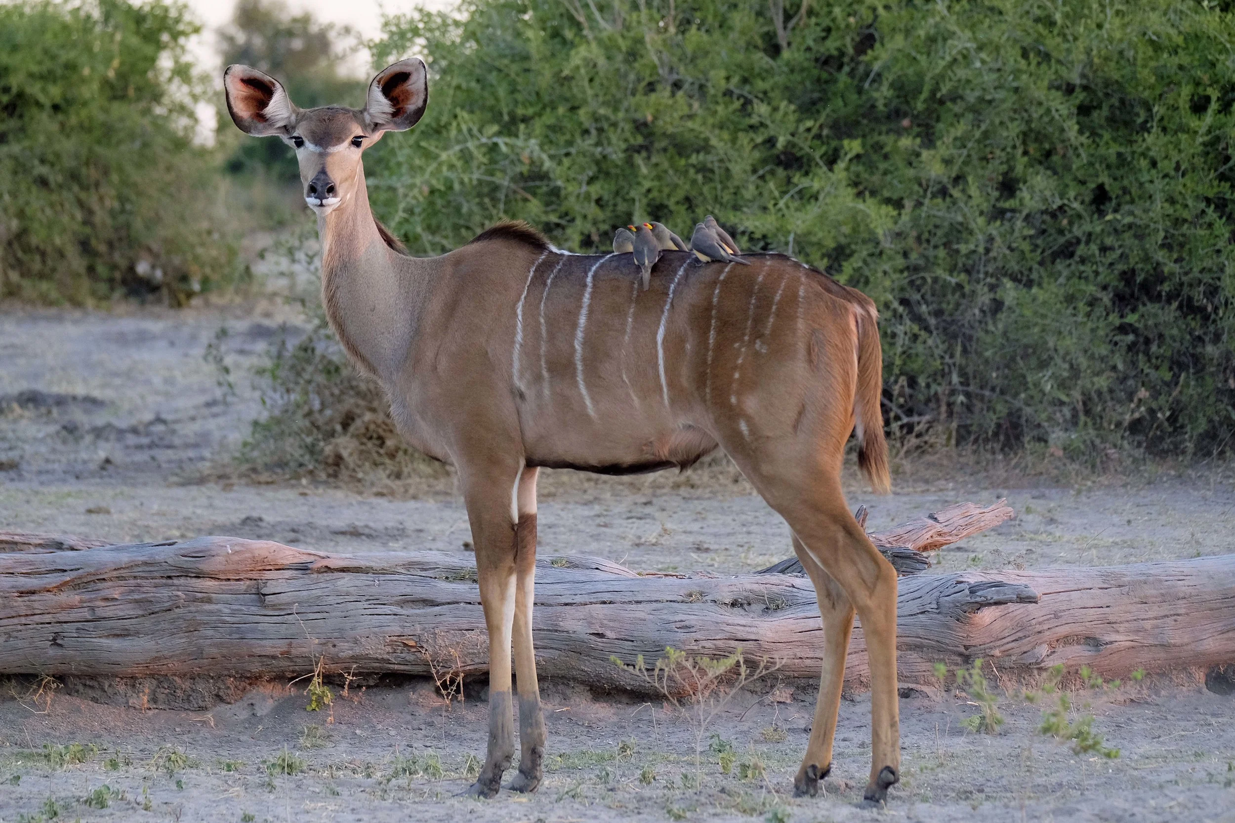 greater kudu giving some oxpeckers a ride