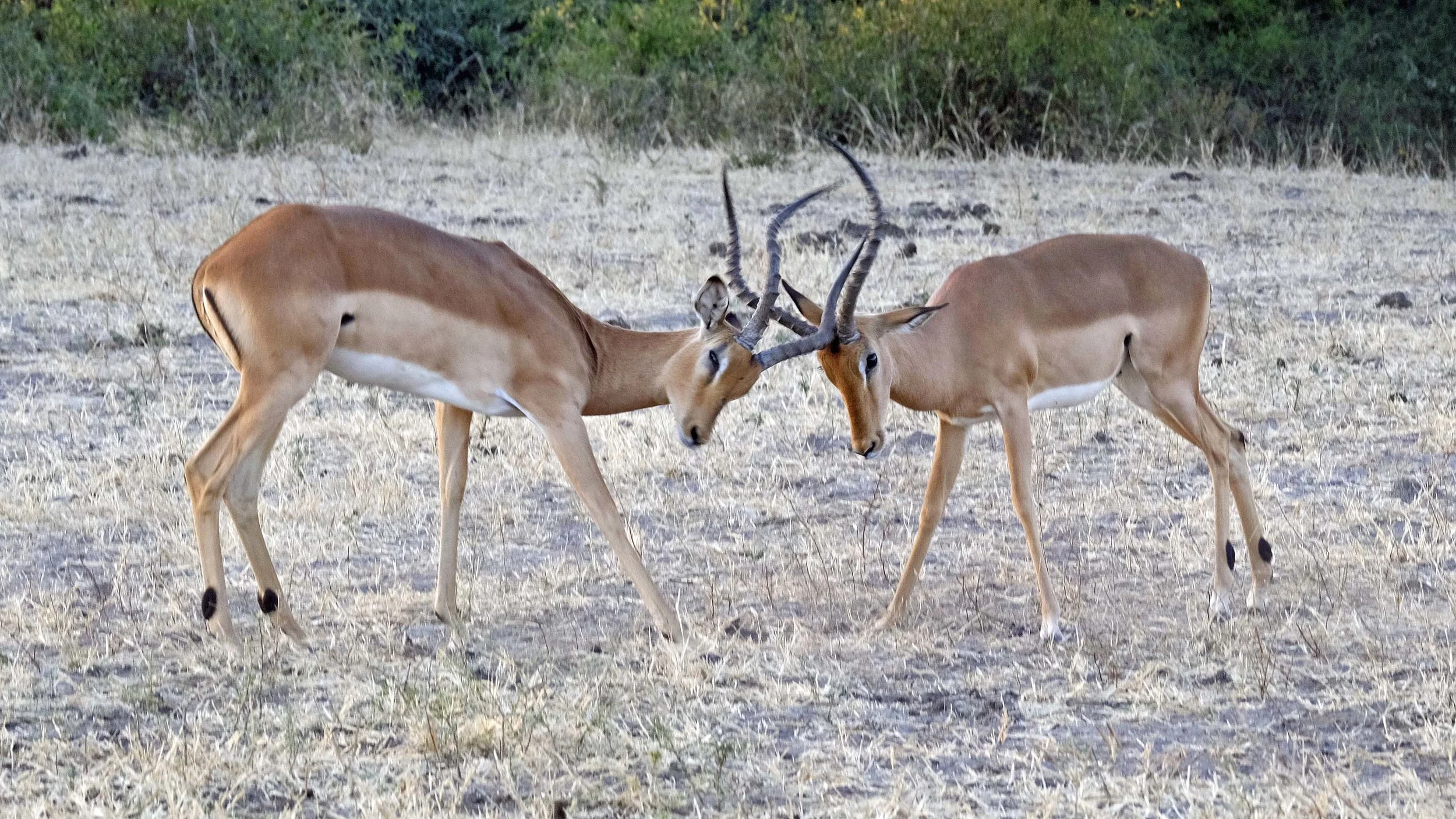 impala